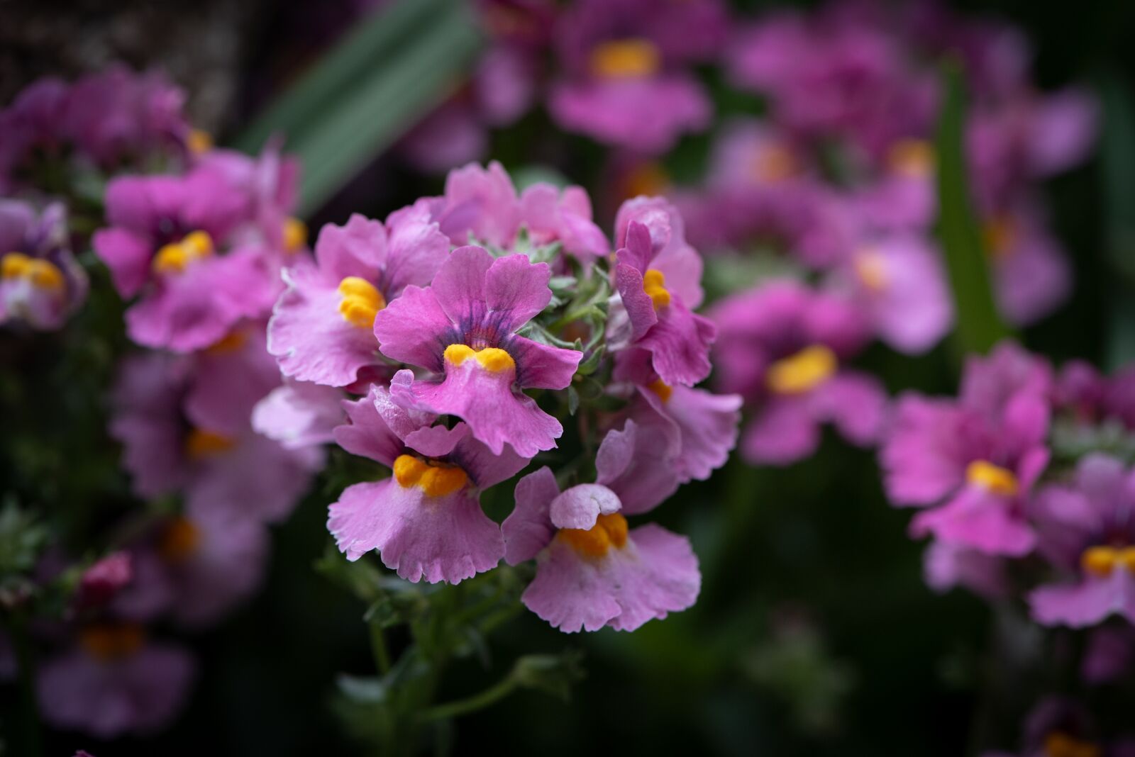 Nikon D750 sample photo. Flowers, pink, plant photography