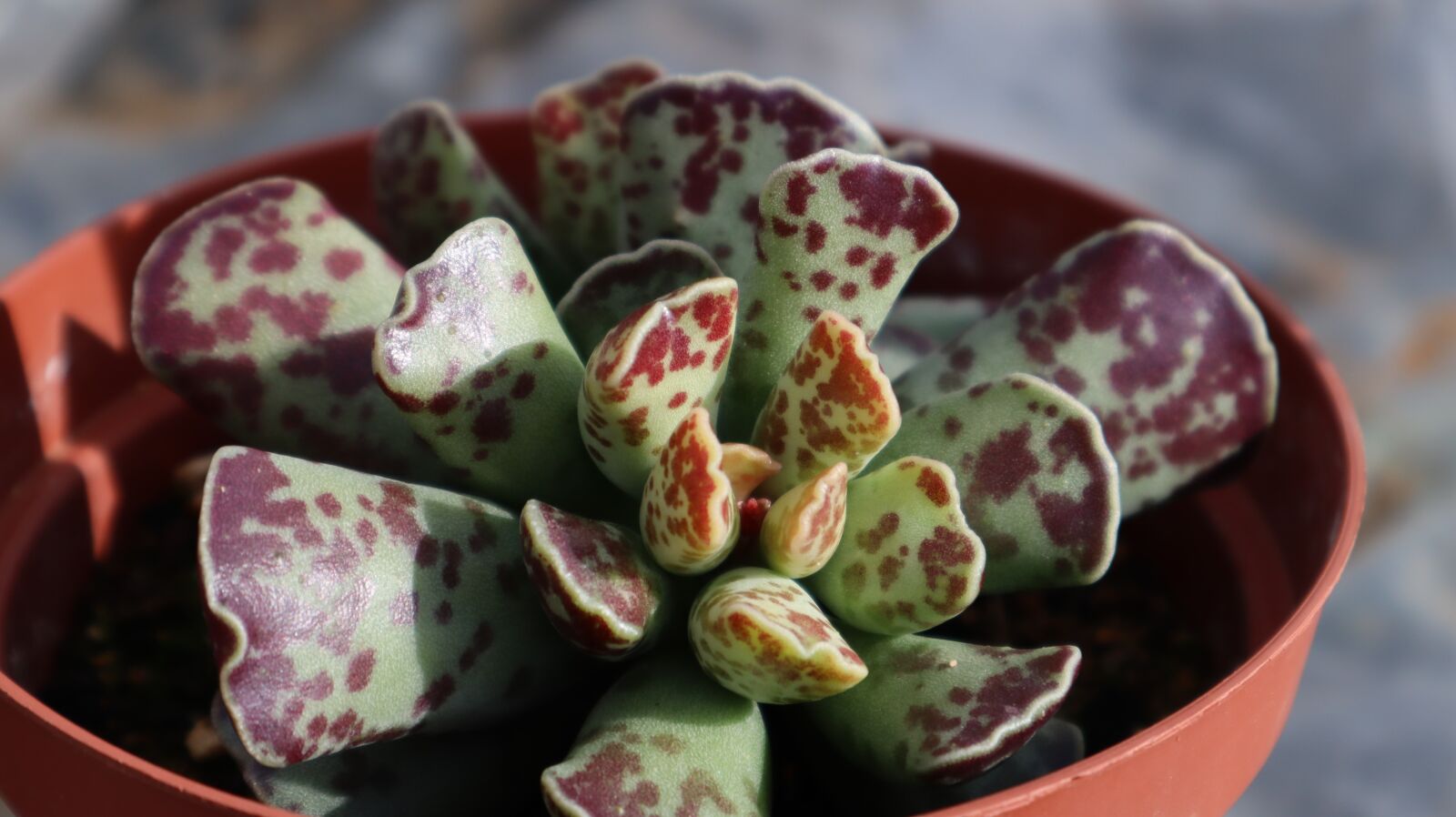 Canon EOS M50 (EOS Kiss M) sample photo. Gross, crass, succulent photography