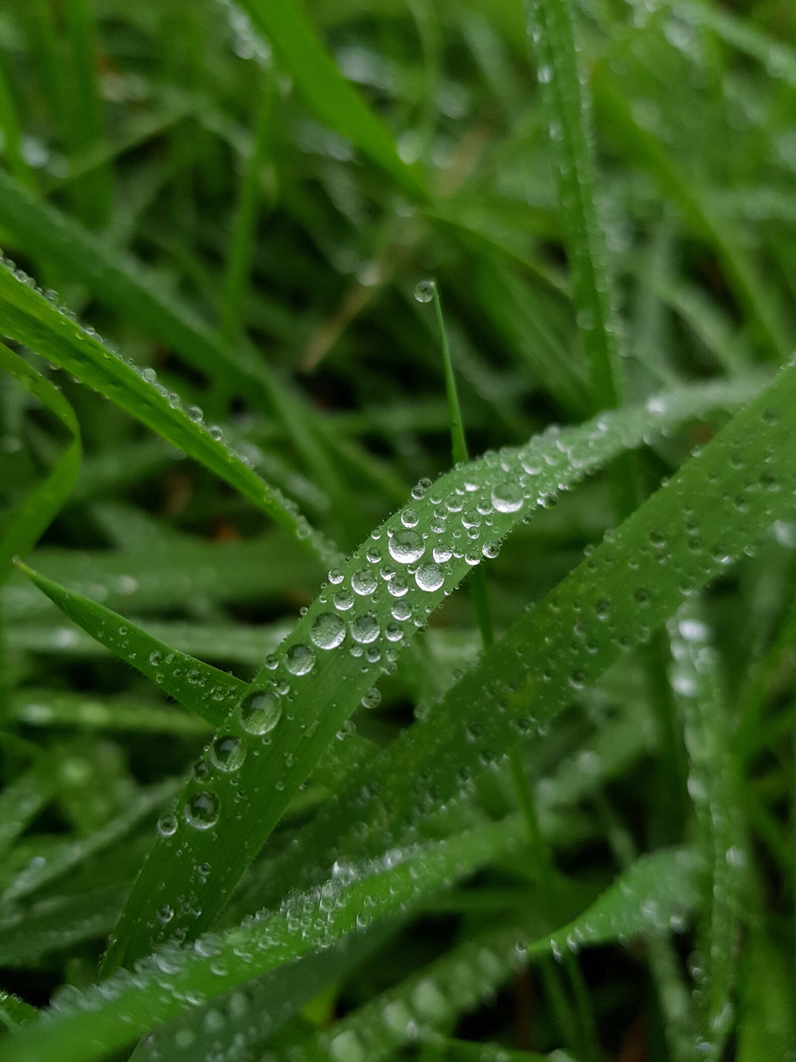 Samsung Galaxy S8 sample photo. Dew, drop, leaf photography