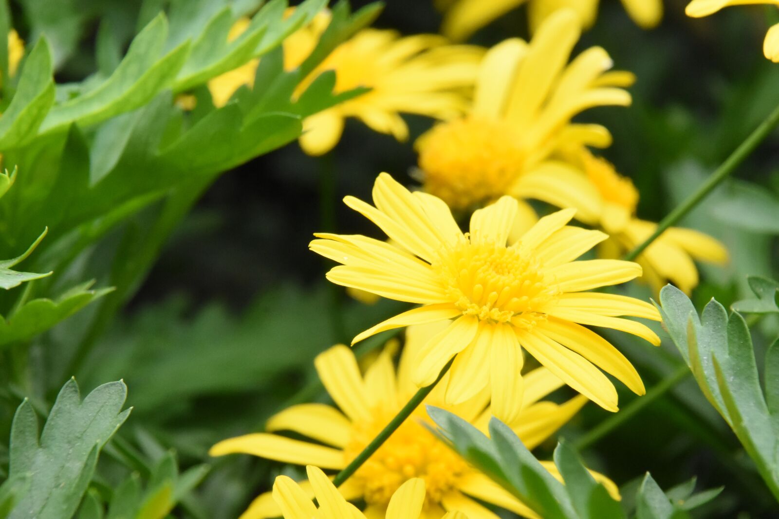 Nikon D7200 sample photo. Calendula, flower, chrysanthemum photography