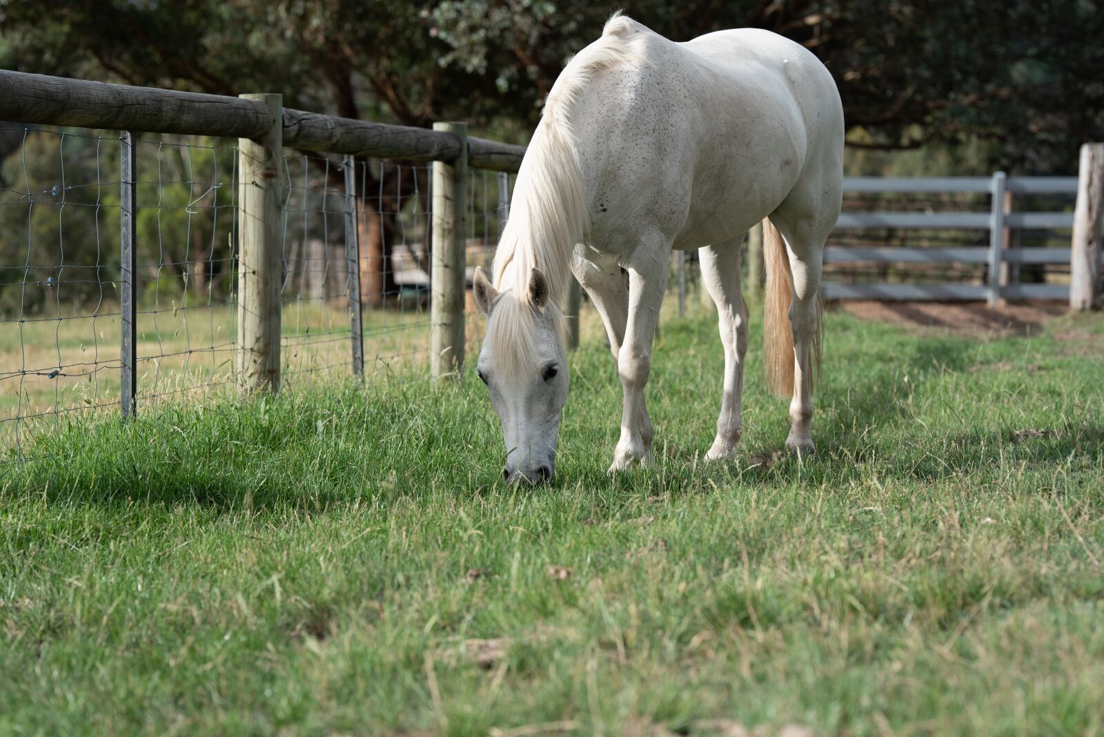 Nikon D750 sample photo. Horse, pony, equine photography