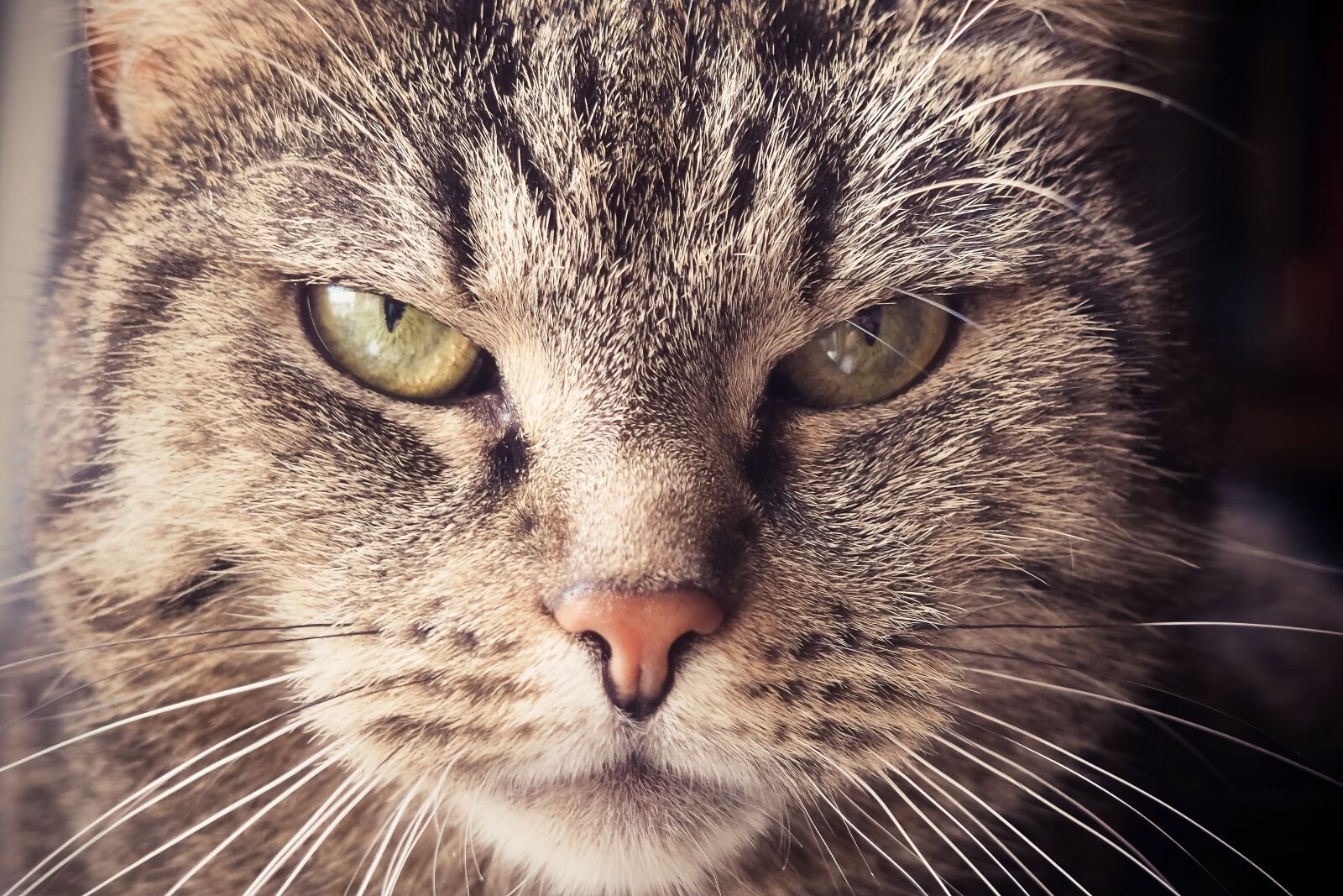 Olympus OM-D E-M10 sample photo. Cat, animal, pet photography