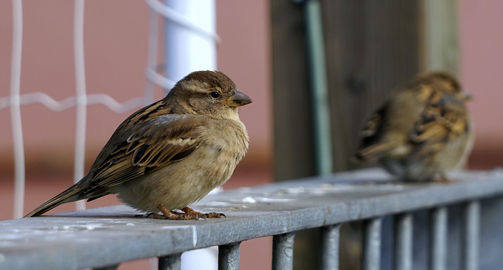 Sony a6000 sample photo. Sparrow, bird, ave photography