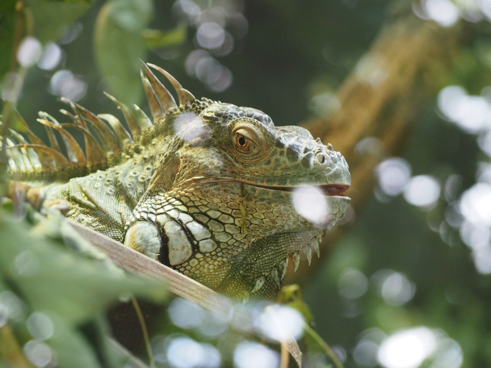 Olympus OM-D E-M10 sample photo. Iguana, reptile, nature photography