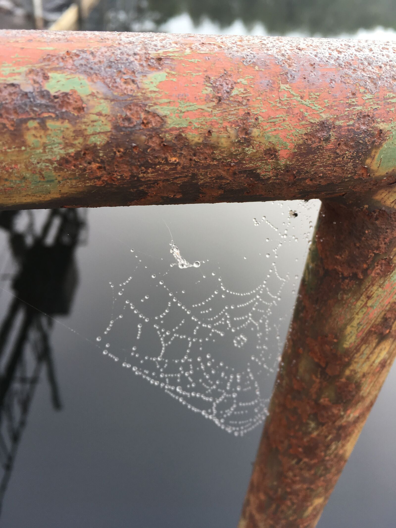 iPhone SE back camera 4.15mm f/2.2 sample photo. Cobweb, rust, spiderweb photography