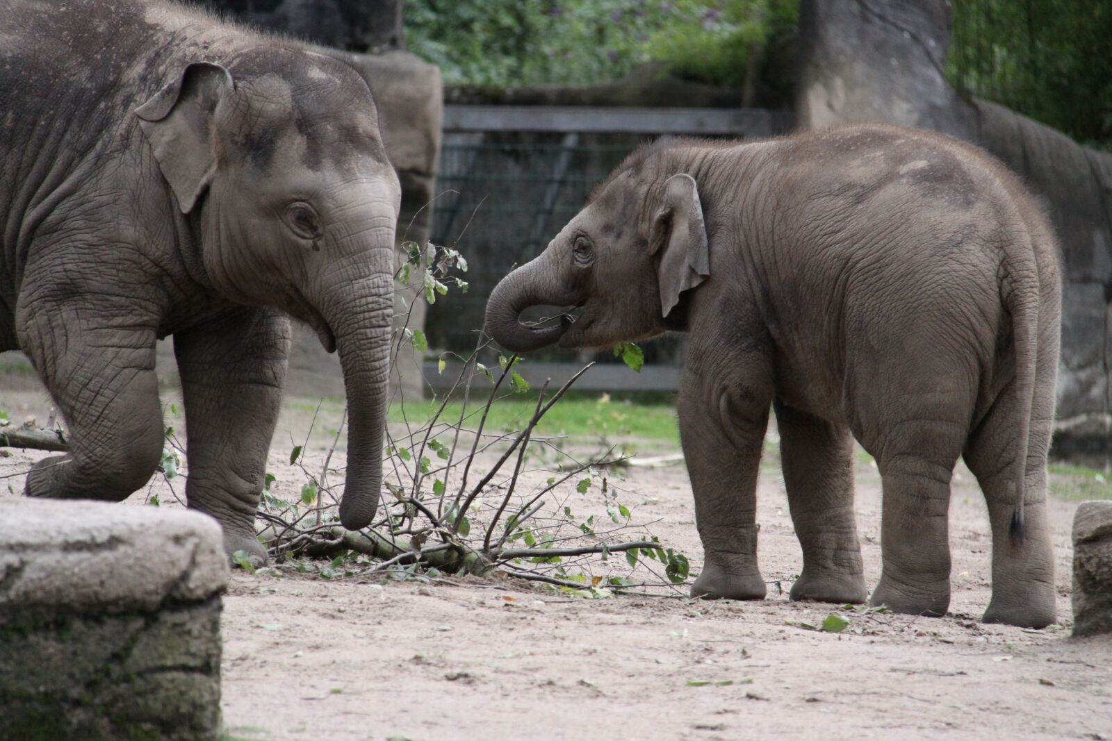 Canon EOS 50D sample photo. Elephant, elephant children, young photography