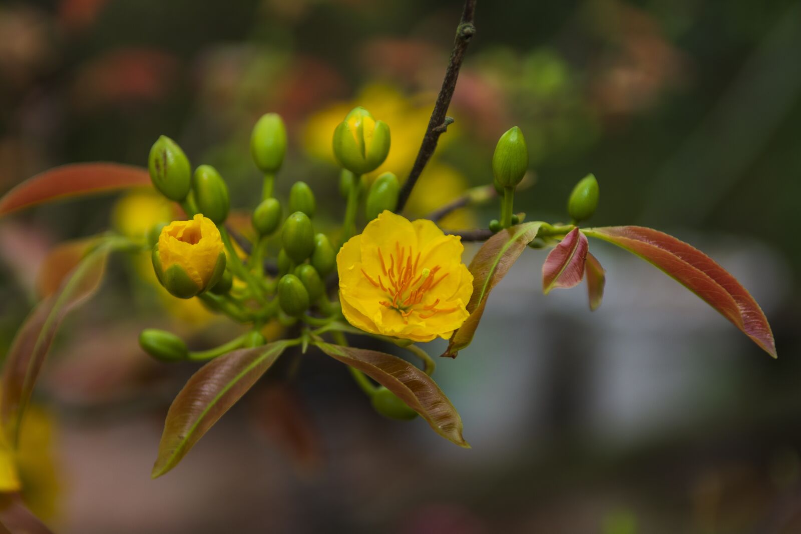 Nikon D7100 sample photo. Flowers, apricot blossom, spring photography