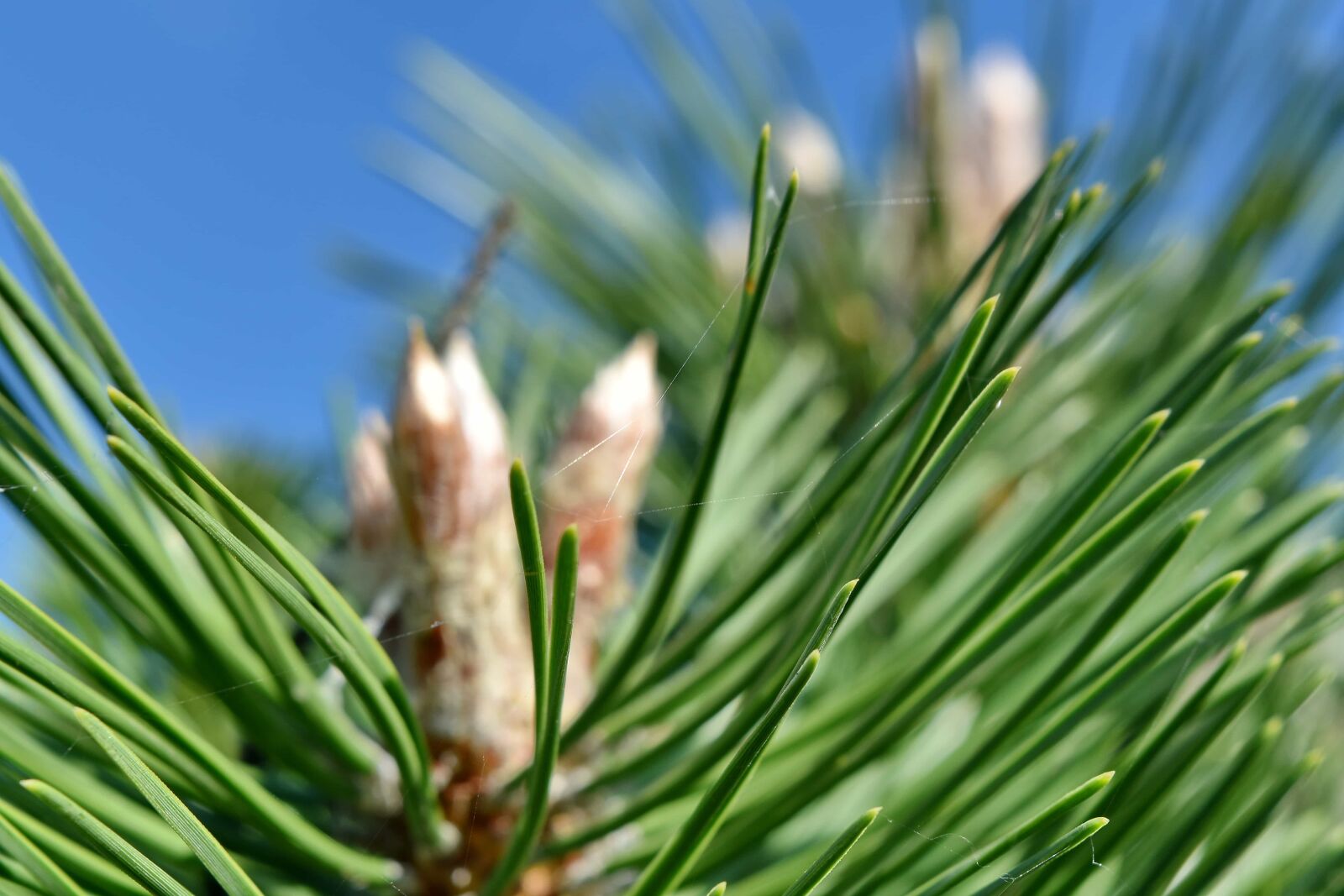 Nikon D5500 sample photo. Blurry, cobwebs, conifers, detail photography