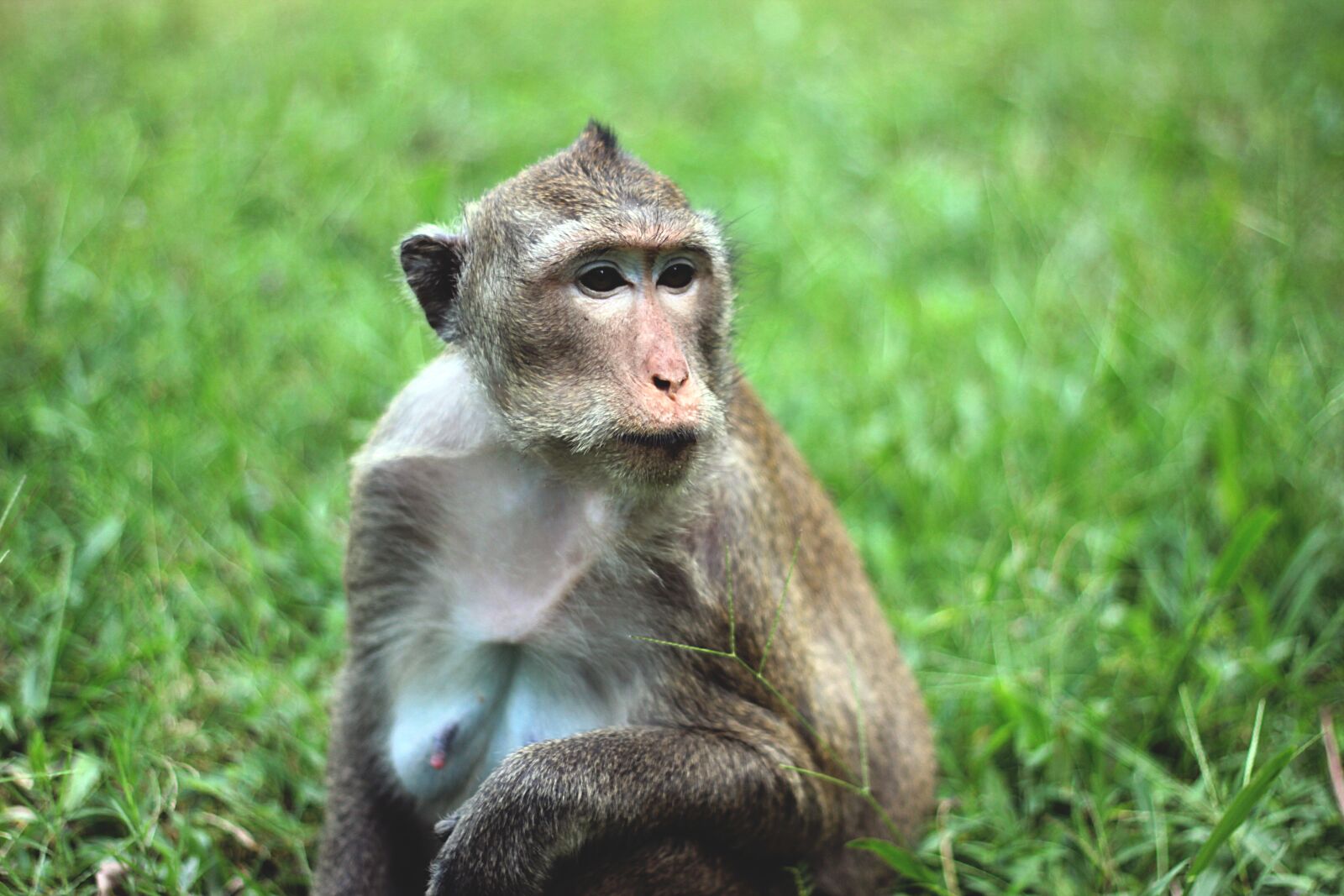 Canon EOS 550D (EOS Rebel T2i / EOS Kiss X4) sample photo. Monkey, portrait, cambodia photography