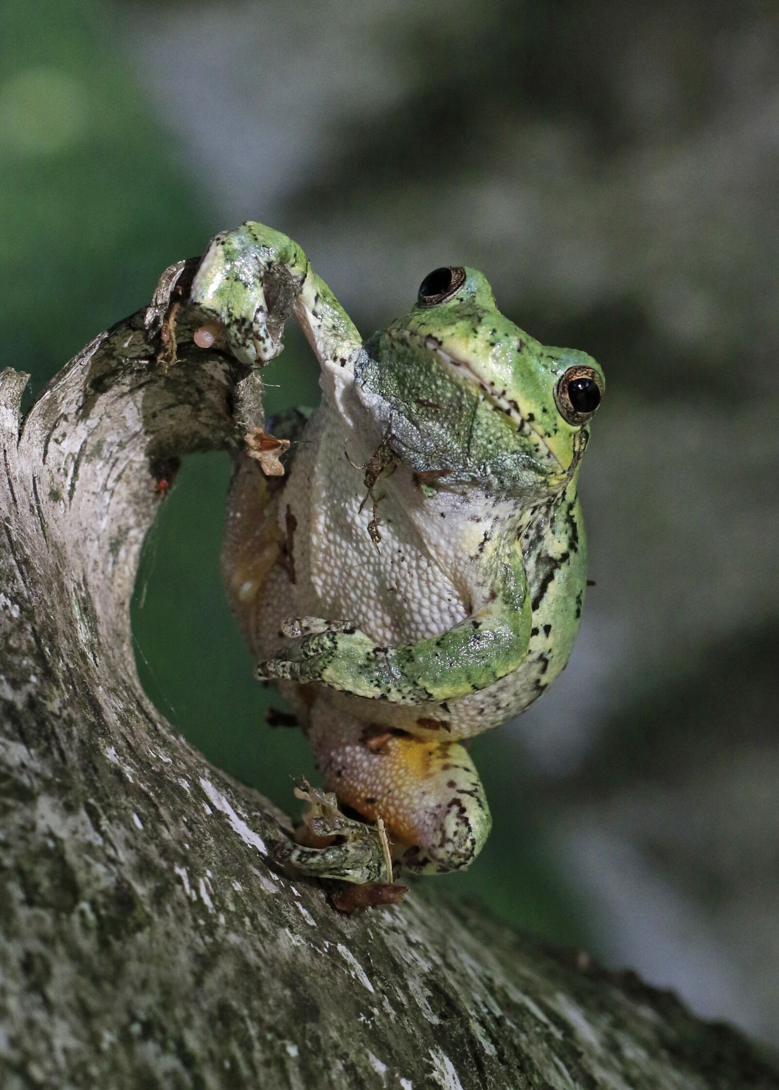 Canon EF 50mm F1.8 STM sample photo. Tree frog, green, frog photography