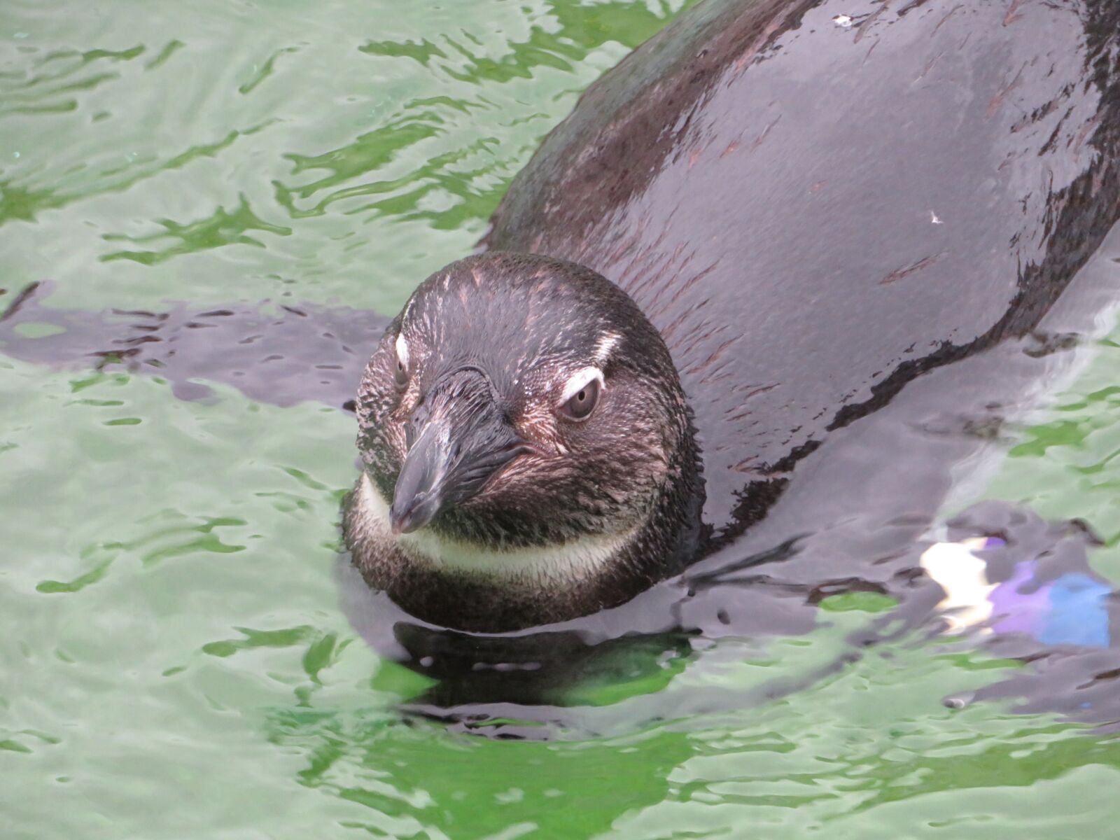 Canon PowerShot SX720 HS sample photo. Penguin, swimming, water photography