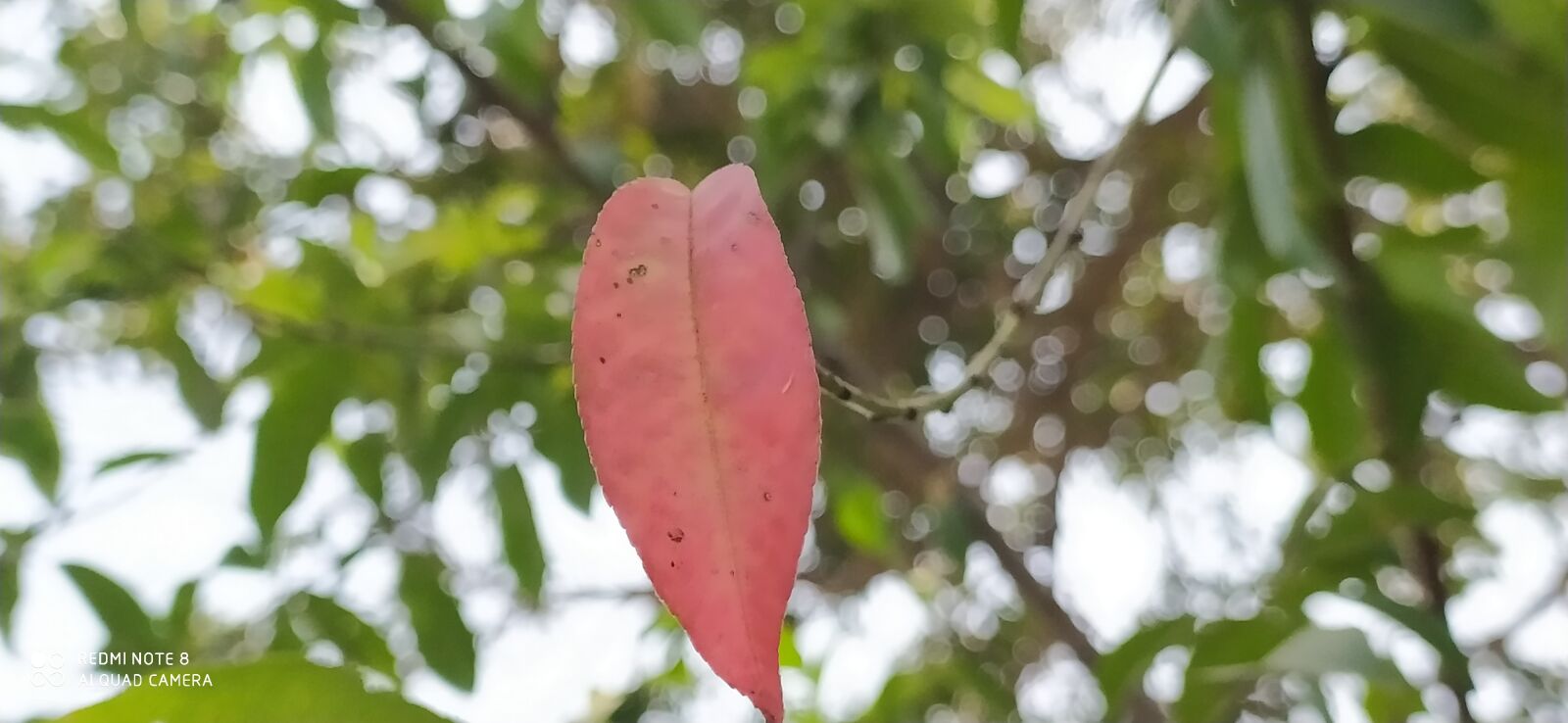 Xiaomi Redmi Note 8 sample photo. Nature, nature photography, leaves photography