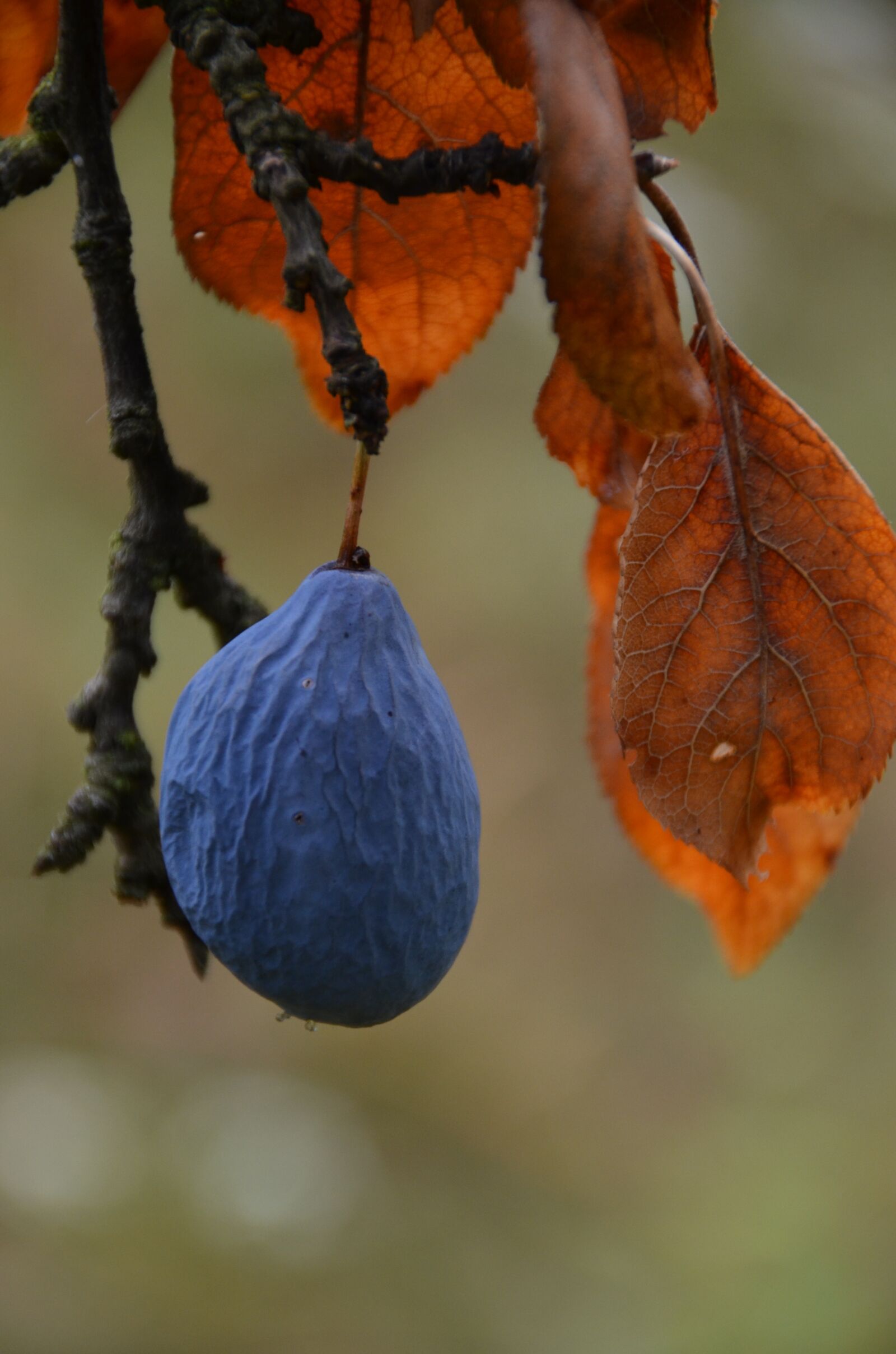 Nikon D7000 sample photo. Nature, plum, dry photography