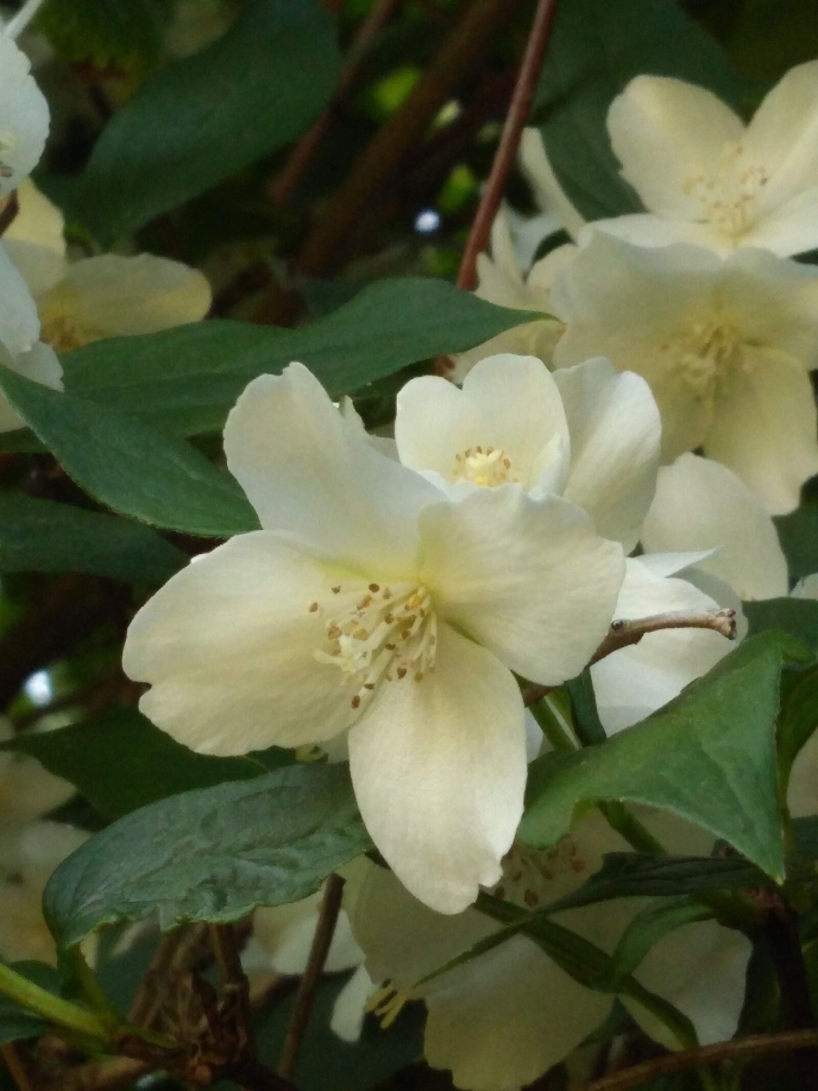 Motorola Moto G (5S) Plus sample photo. Mock orange, white, flowers photography