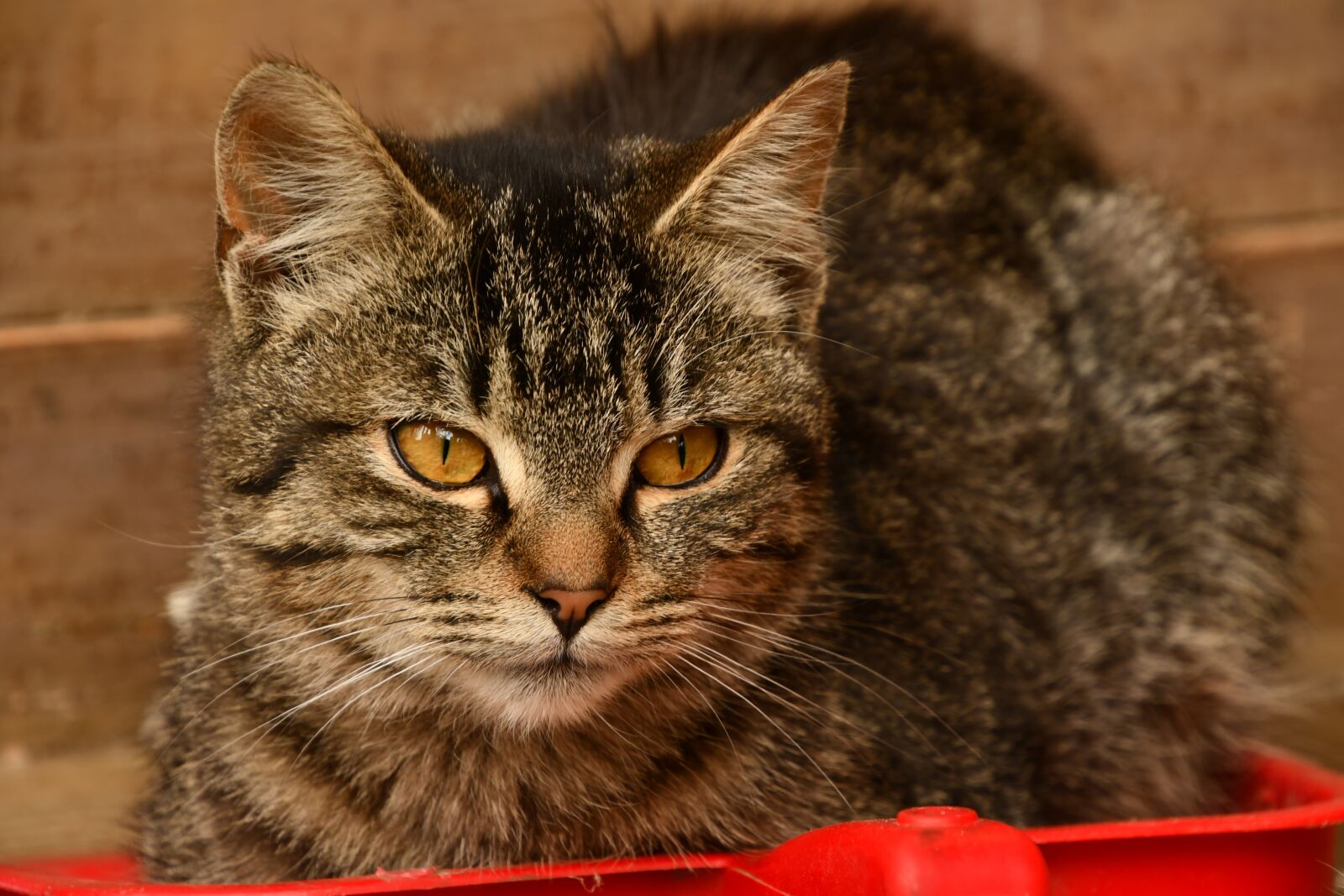 Nikon D7500 sample photo. Cat, domestic cat, gray photography