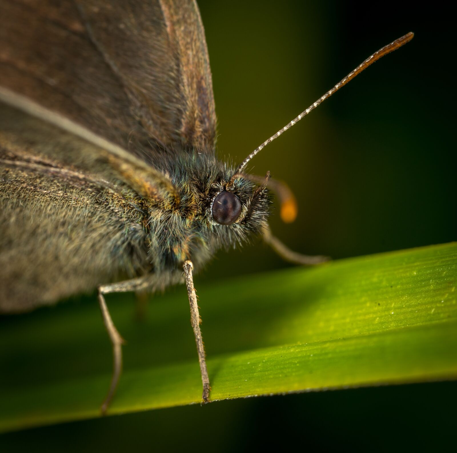 #124 65/2.8 sample photo. Butterfly, insect, lepidoptera photography