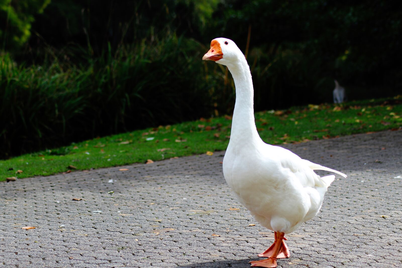 Canon EOS 1300D (EOS Rebel T6 / EOS Kiss X80) sample photo. Birds, nature, duck photography
