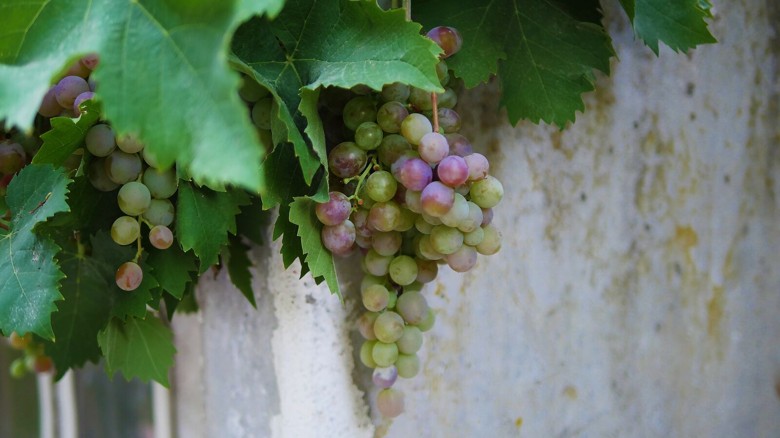 Panasonic Lumix DMC-GH4 sample photo. Vine, grape, wine photography