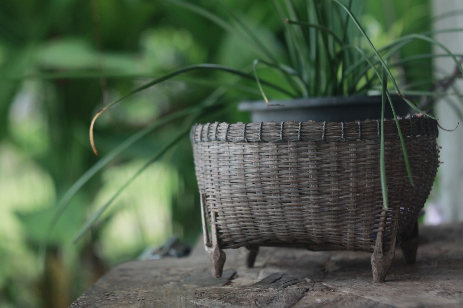 Canon EOS 1100D (EOS Rebel T3 / EOS Kiss X50) sample photo. Basket weave, nature, countryside photography