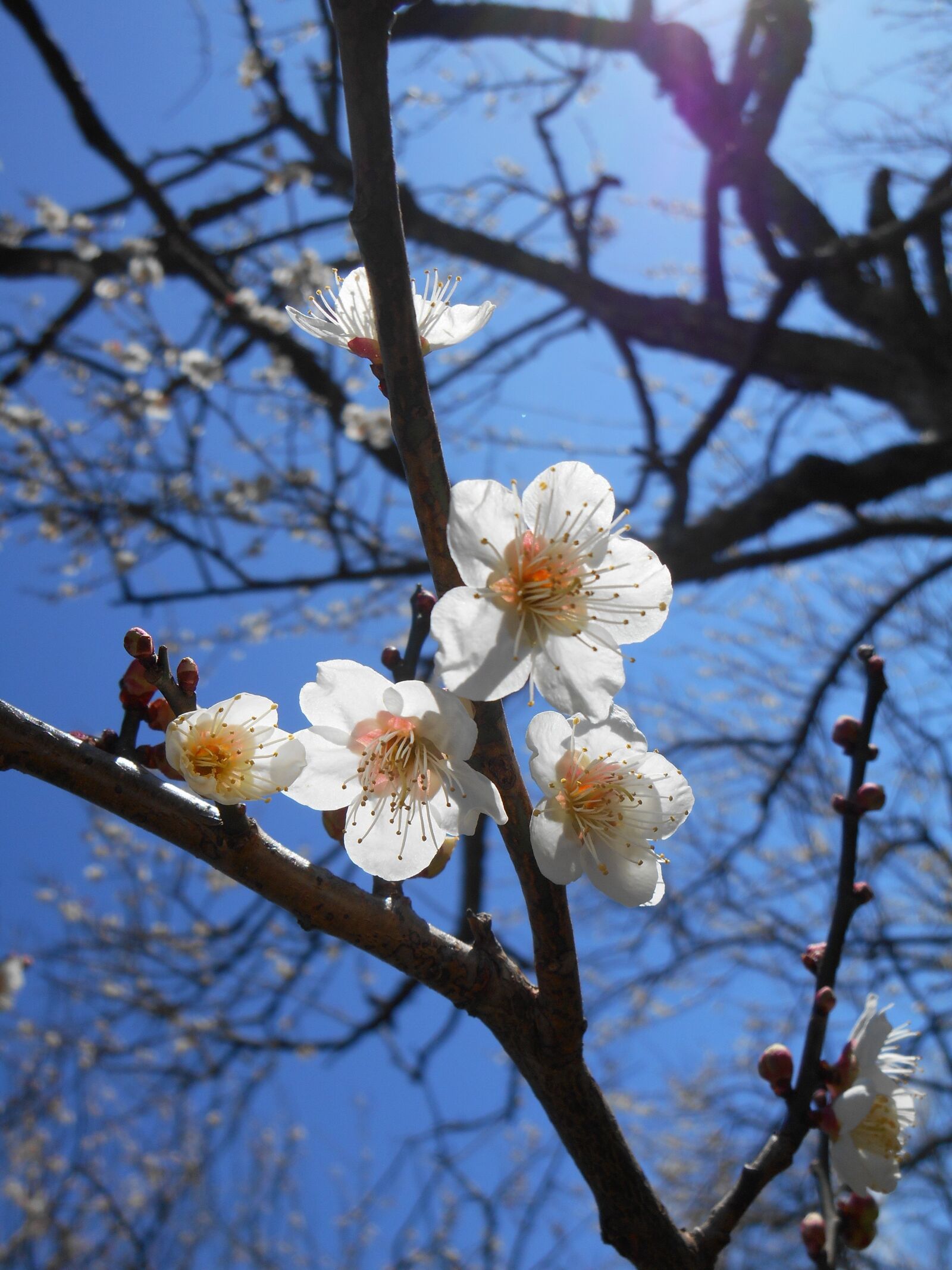 Nikon Coolpix S3500 sample photo. Plum, white plum blossoms photography