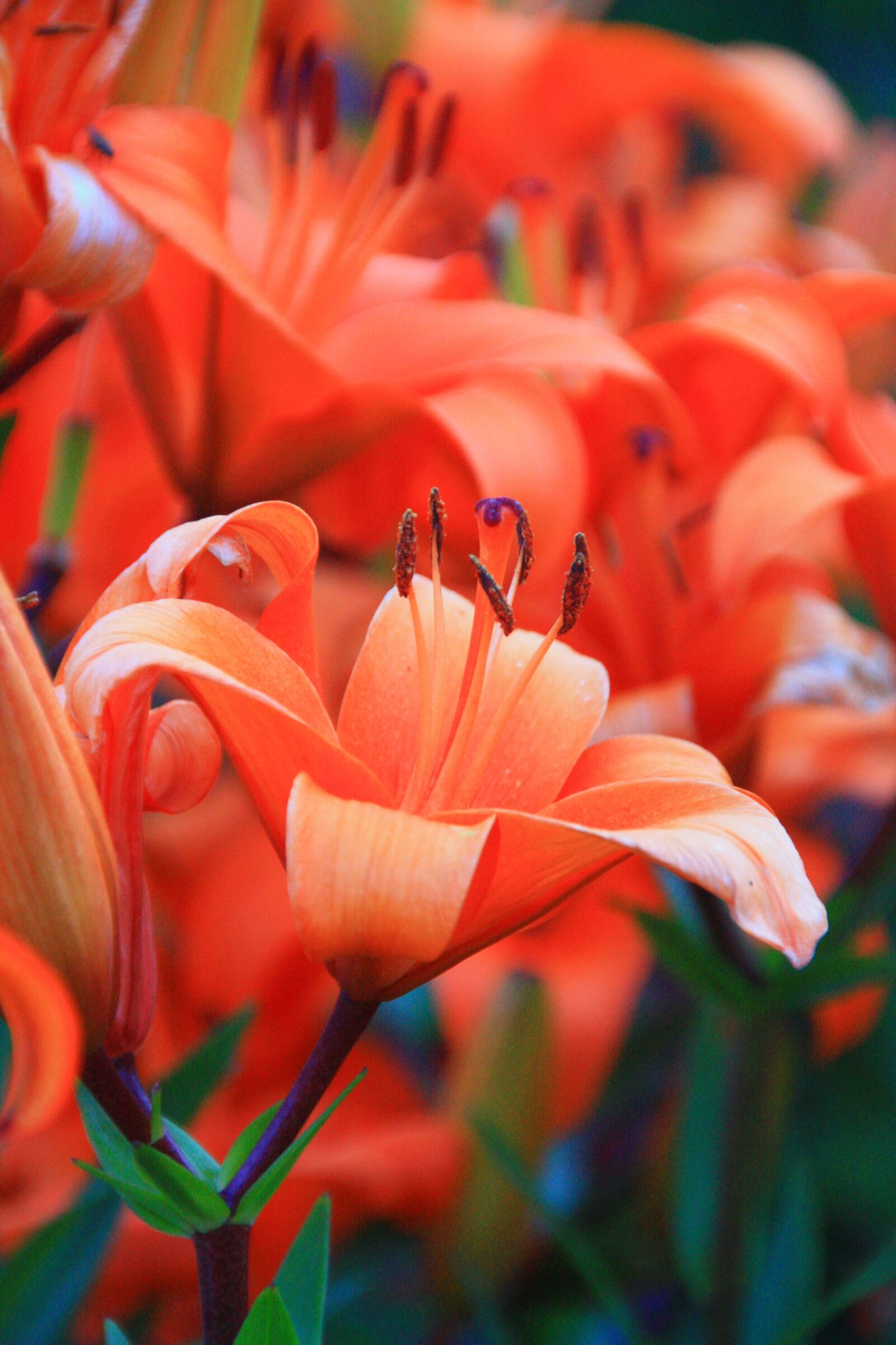 Canon EOS 450D (EOS Rebel XSi / EOS Kiss X2) sample photo. Flower, orange photography