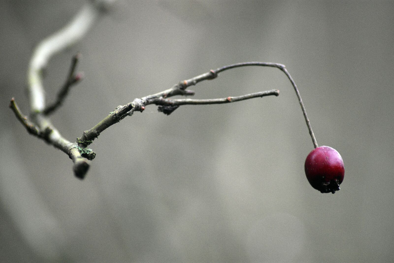 Nikon D3400 sample photo. Autumn, nature, fruit photography