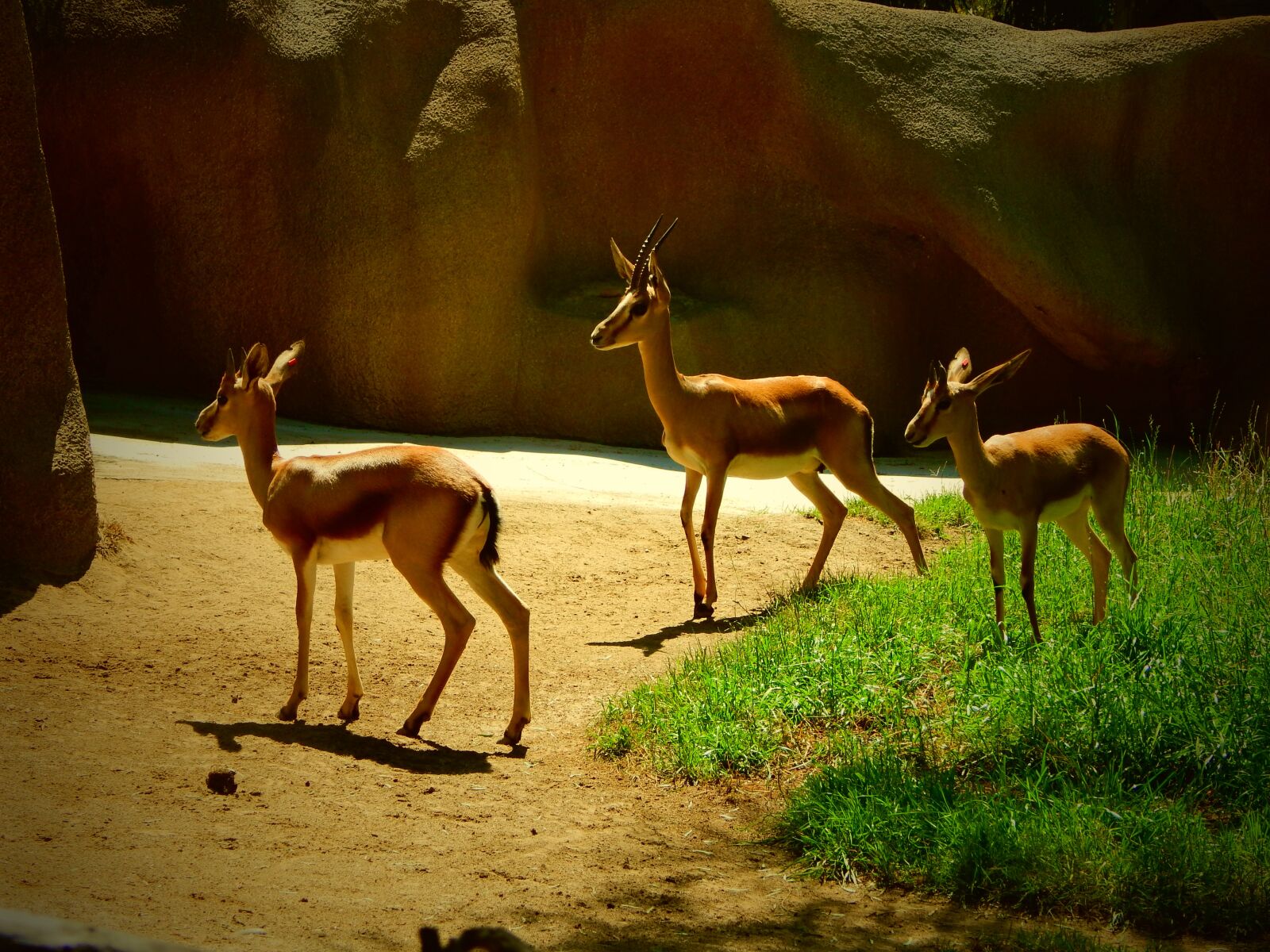 Nikon Coolpix L830 sample photo. Zoo, animal, mammal photography