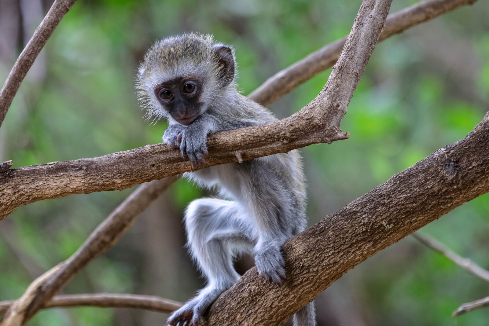 Canon EOS 80D sample photo. Africa, kenya, monkey photography