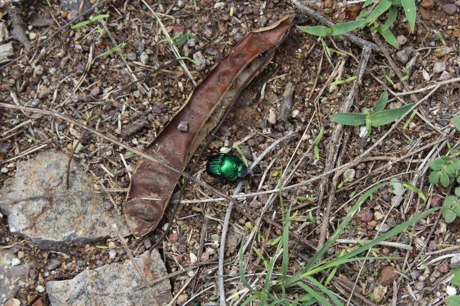 Canon EOS 1200D (EOS Rebel T5 / EOS Kiss X70 / EOS Hi) sample photo. Insect, nature, beetle photography