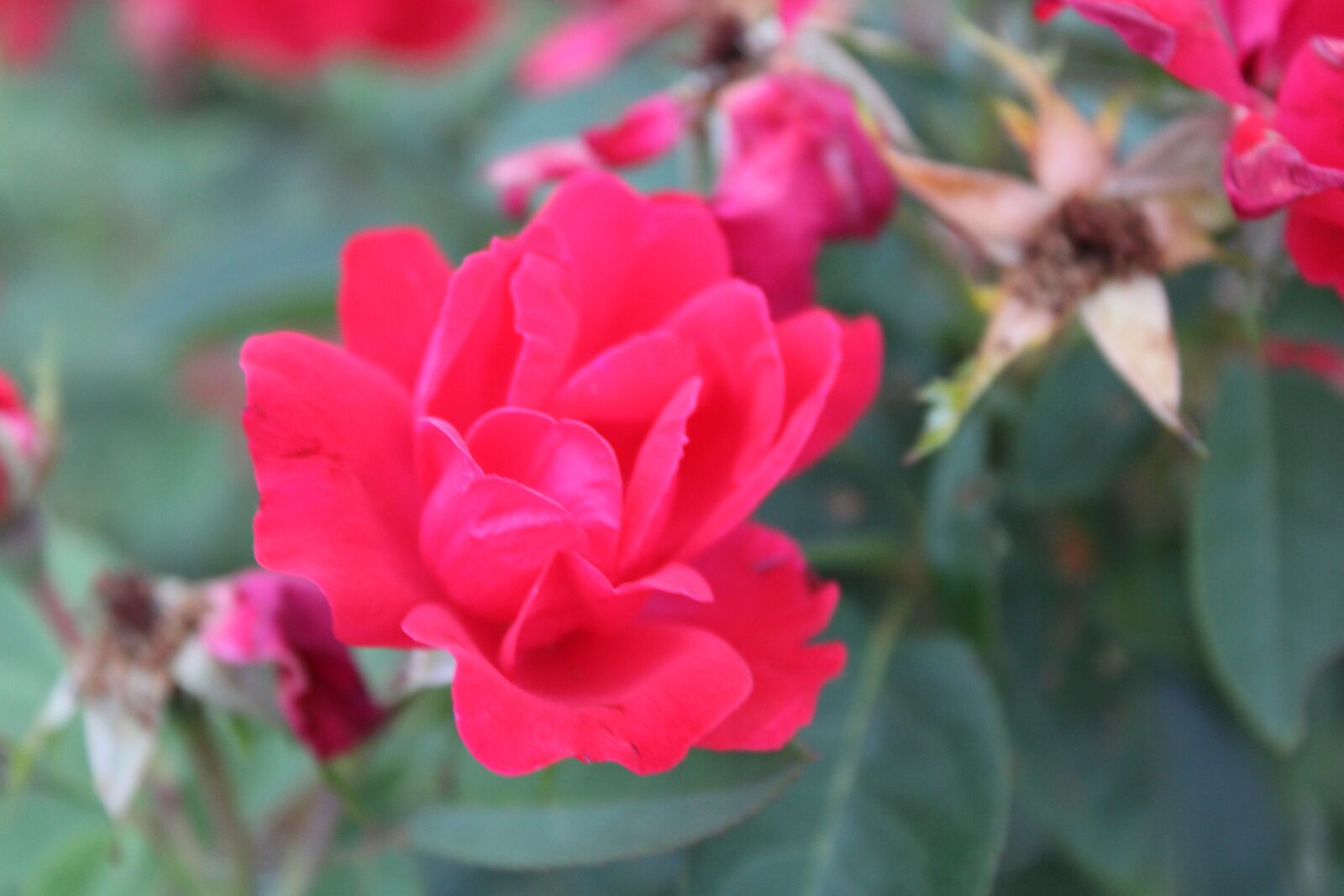 Canon EOS 2000D (EOS Rebel T7 / EOS Kiss X90 / EOS 1500D) sample photo. Flower, nature, blossom photography