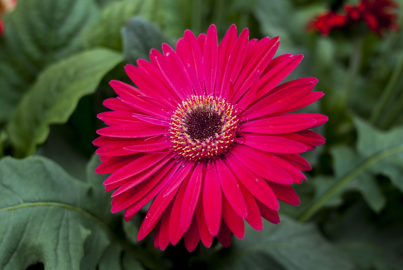 Nikon D60 sample photo. Gérbela, flower, plant photography
