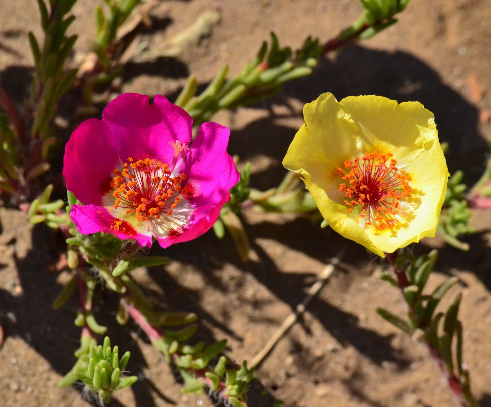 Nikon D3100 sample photo. Flower, red, yellow photography