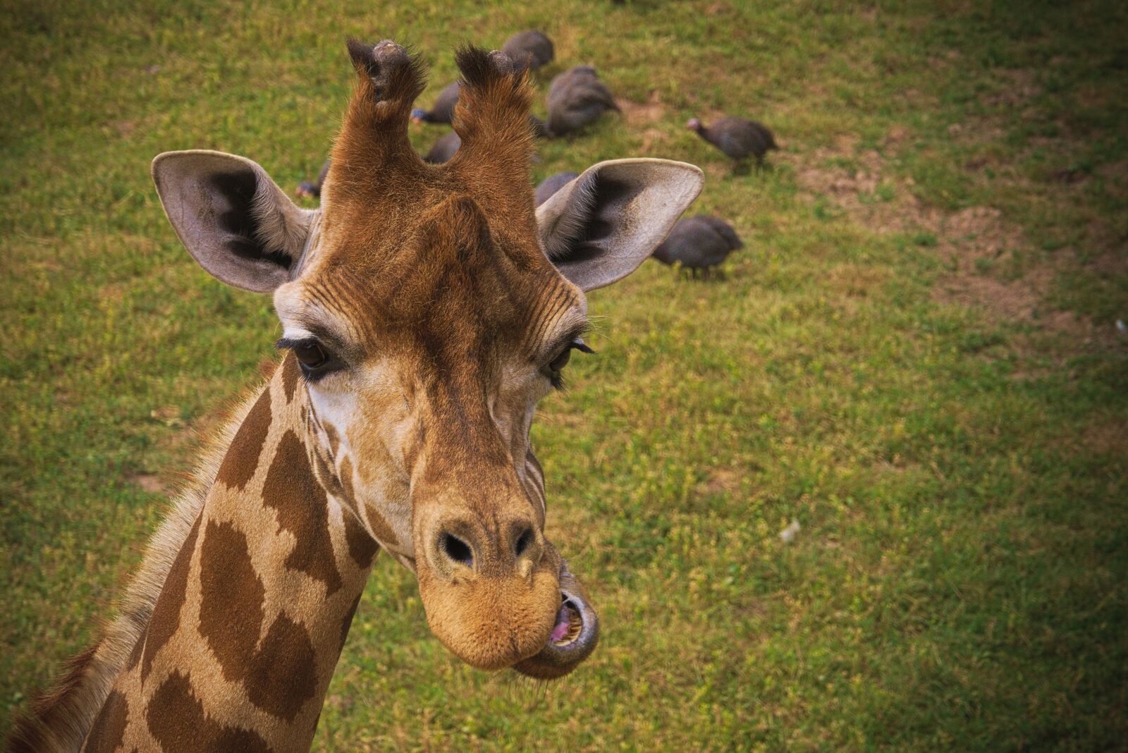 Panasonic Lumix DMC-GH3 sample photo. Giraffe, animal, africa photography