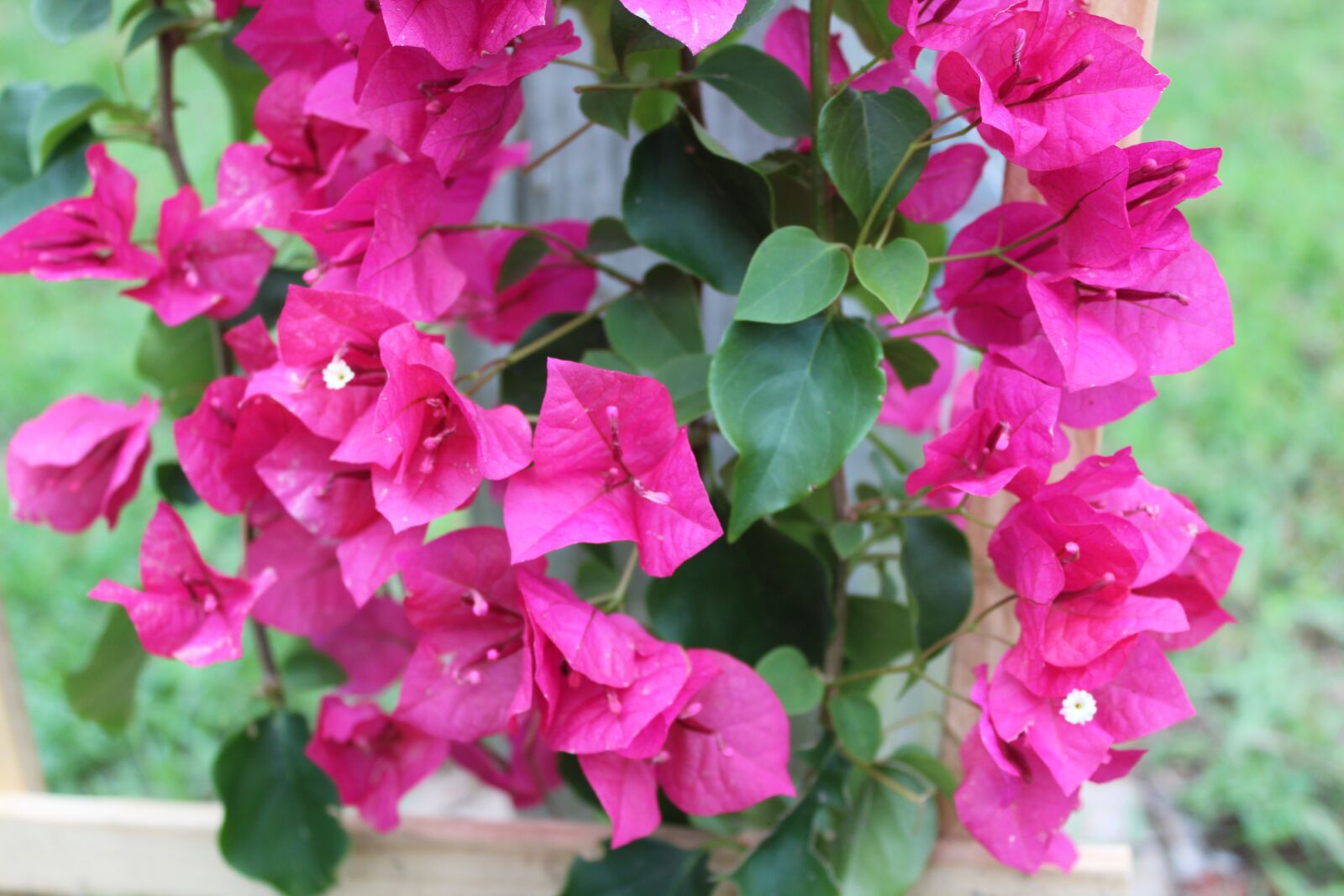 Canon EOS 1300D (EOS Rebel T6 / EOS Kiss X80) sample photo. Flowers, pink, bougainvillea photography