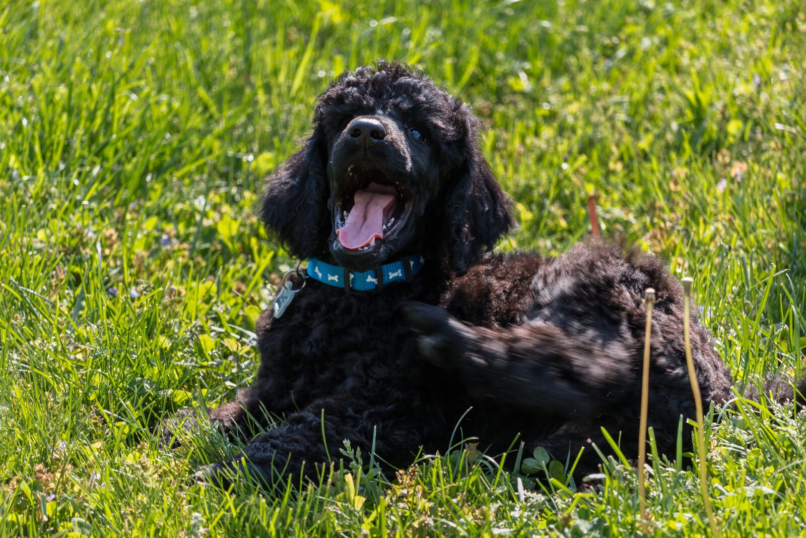 Canon EOS 70D + Canon EF-S 55-250mm F4-5.6 IS STM sample photo. Standard poodle, puppy, yawn photography