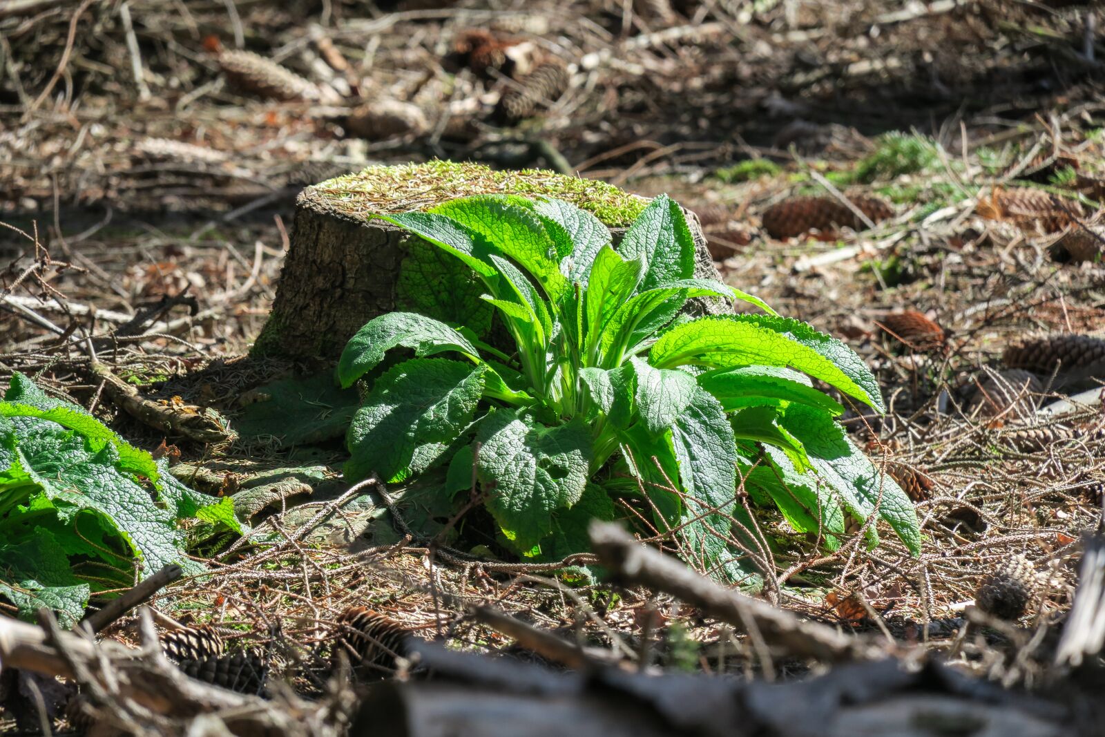 Canon PowerShot G3 X sample photo. Tree stump, thimble, forest photography