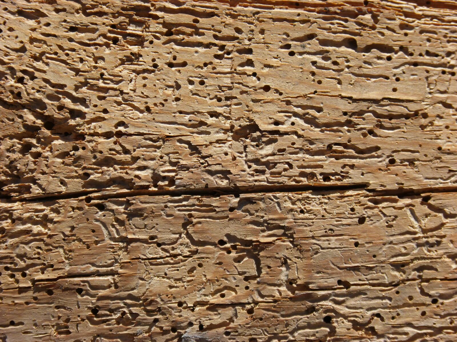 Panasonic DMC-FZ62 sample photo. Wood, woodworm, rotten photography