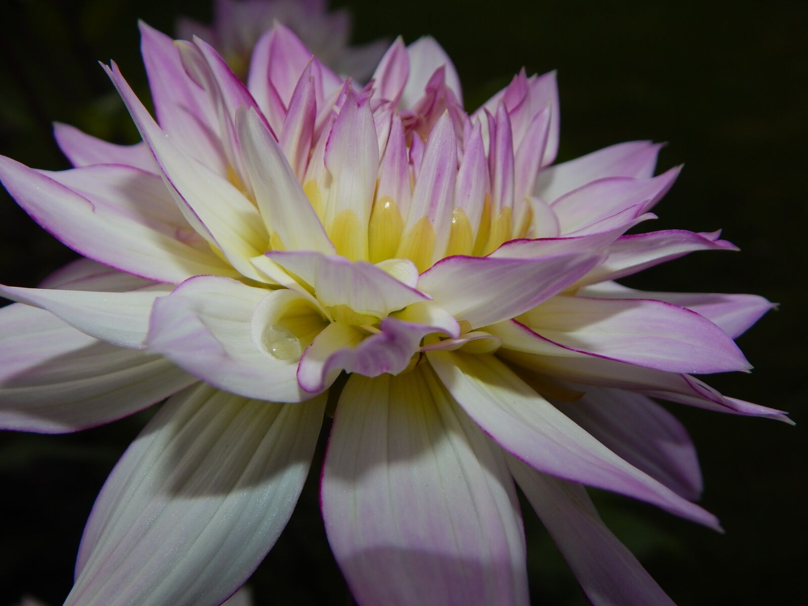 Nikon Coolpix L830 sample photo. Dahlia, pink dahlia, blossom photography