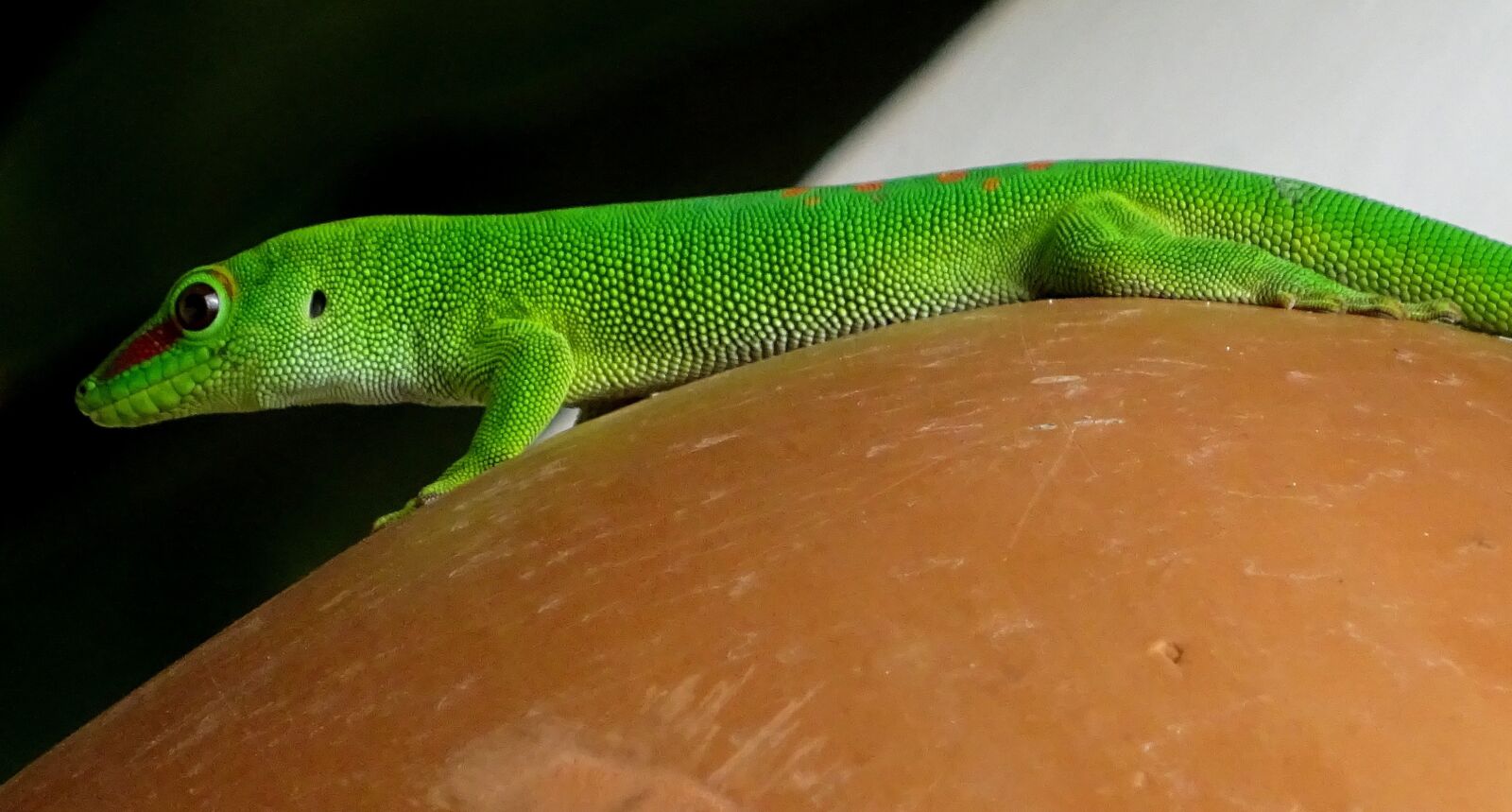 Sony Cyber-shot DSC-WX350 sample photo. Gecko, lizard, clay pot photography