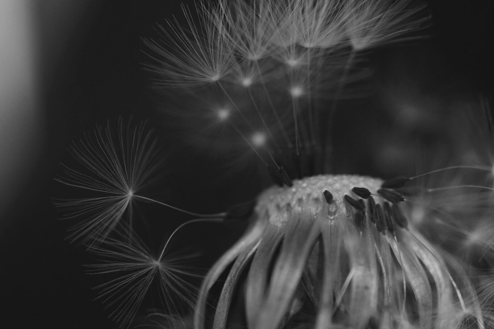Sony SLT-A68 sample photo. Dandelion, black and white photography