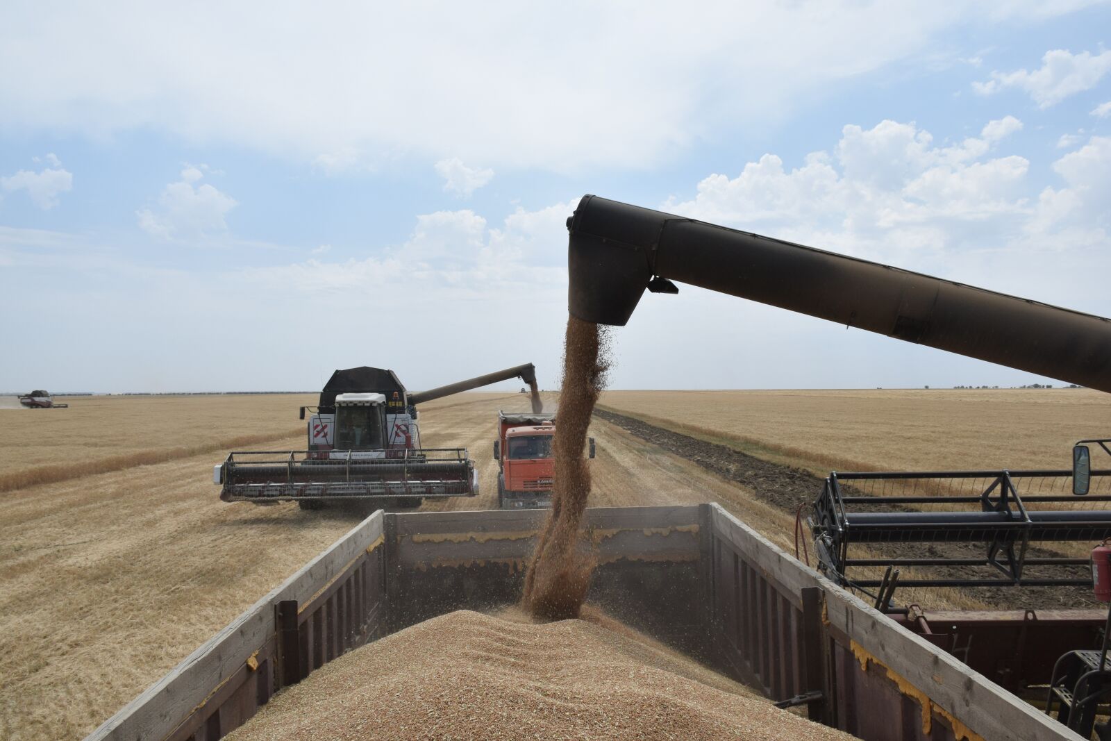 Nikon D5300 sample photo. Wheat, the harvest, corn photography