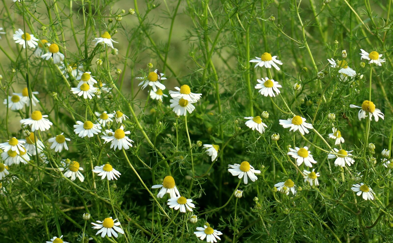 Canon EOS 1200D (EOS Rebel T5 / EOS Kiss X70 / EOS Hi) sample photo. Chamomile, wildflowers, spring photography