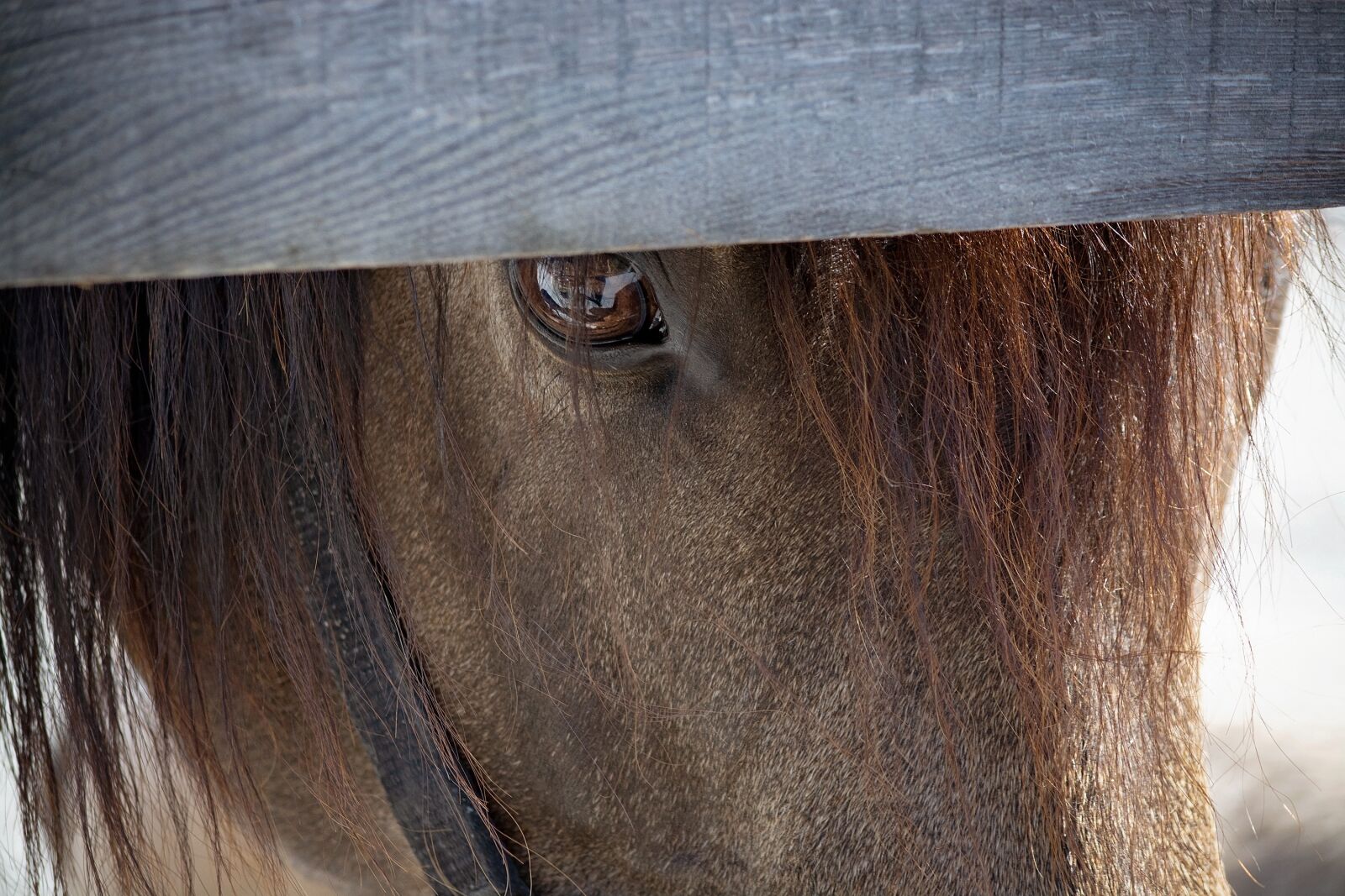 Nikon D7100 sample photo. Horse, pony, eye photography