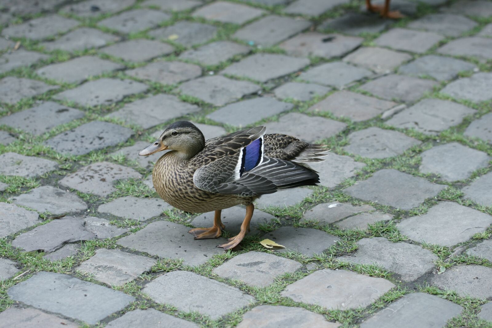 Sony Alpha DSLR-A700 sample photo. Duck, bird, water bird photography