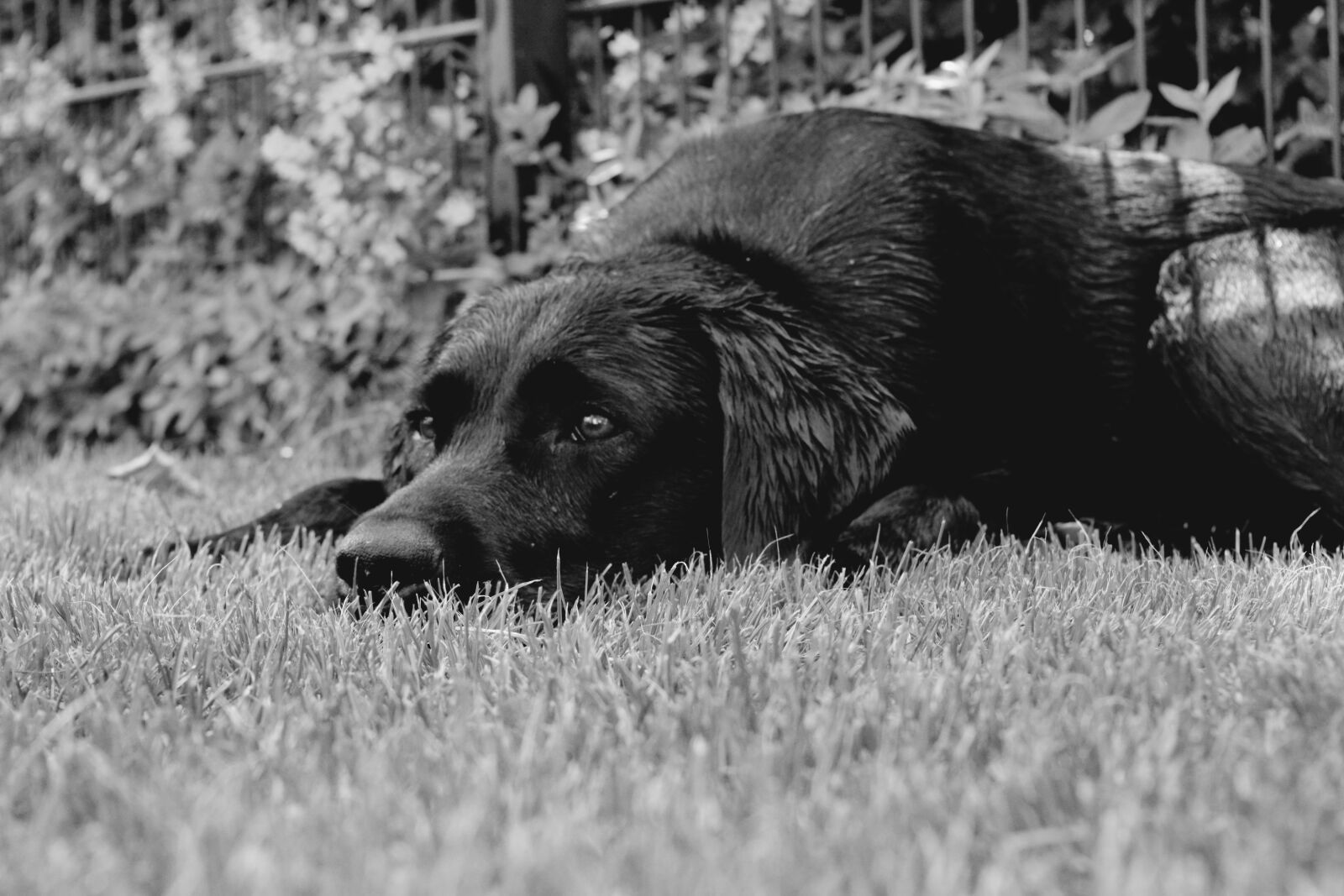 Nikon D5200 sample photo. Labrador, black and white photography