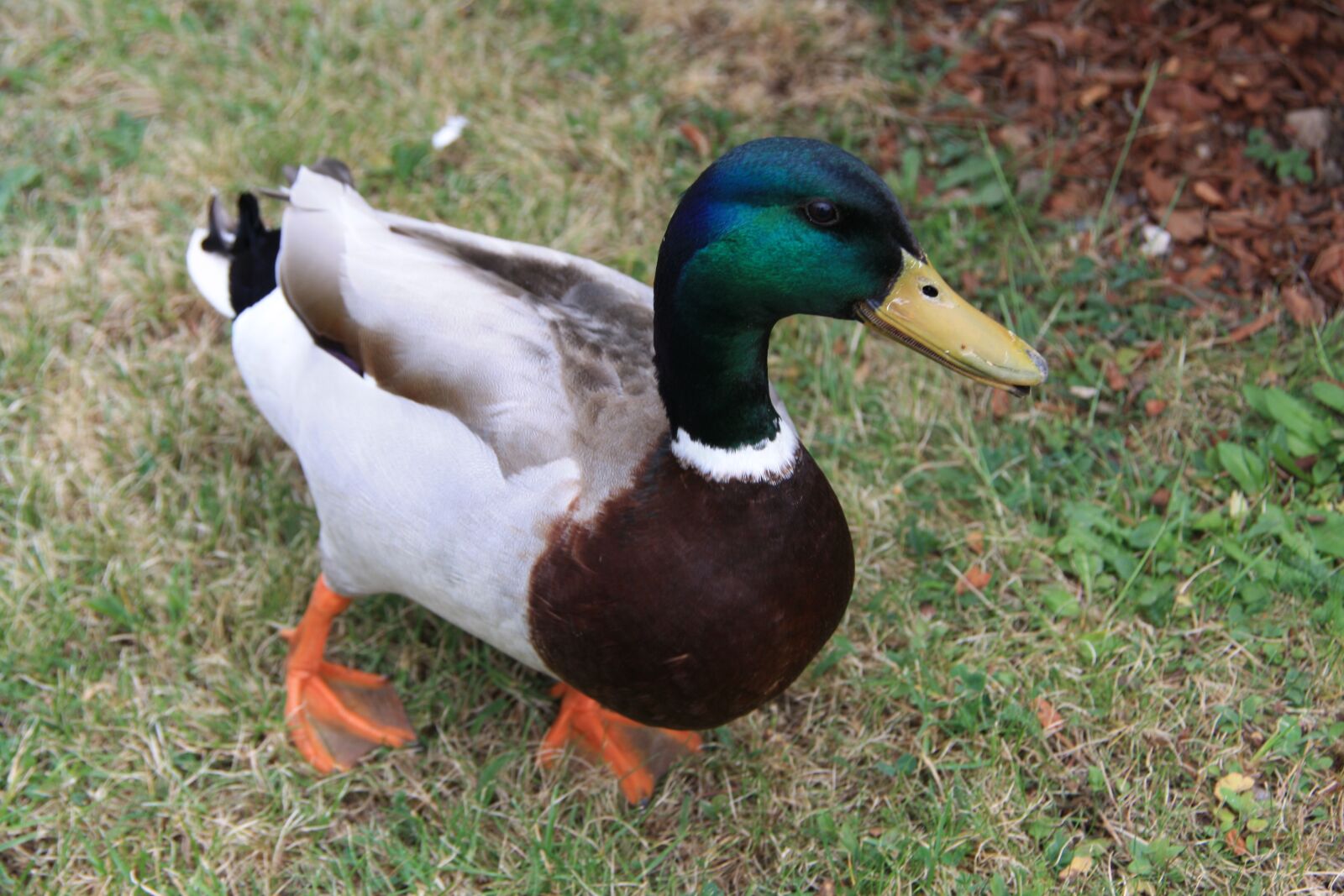 Canon EOS 1000D (EOS Digital Rebel XS / EOS Kiss F) sample photo. Mallard, duck, water bird photography