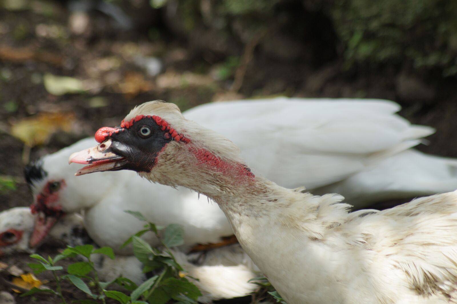 Sony SLT-A58 sample photo. Ave, duck, crests photography