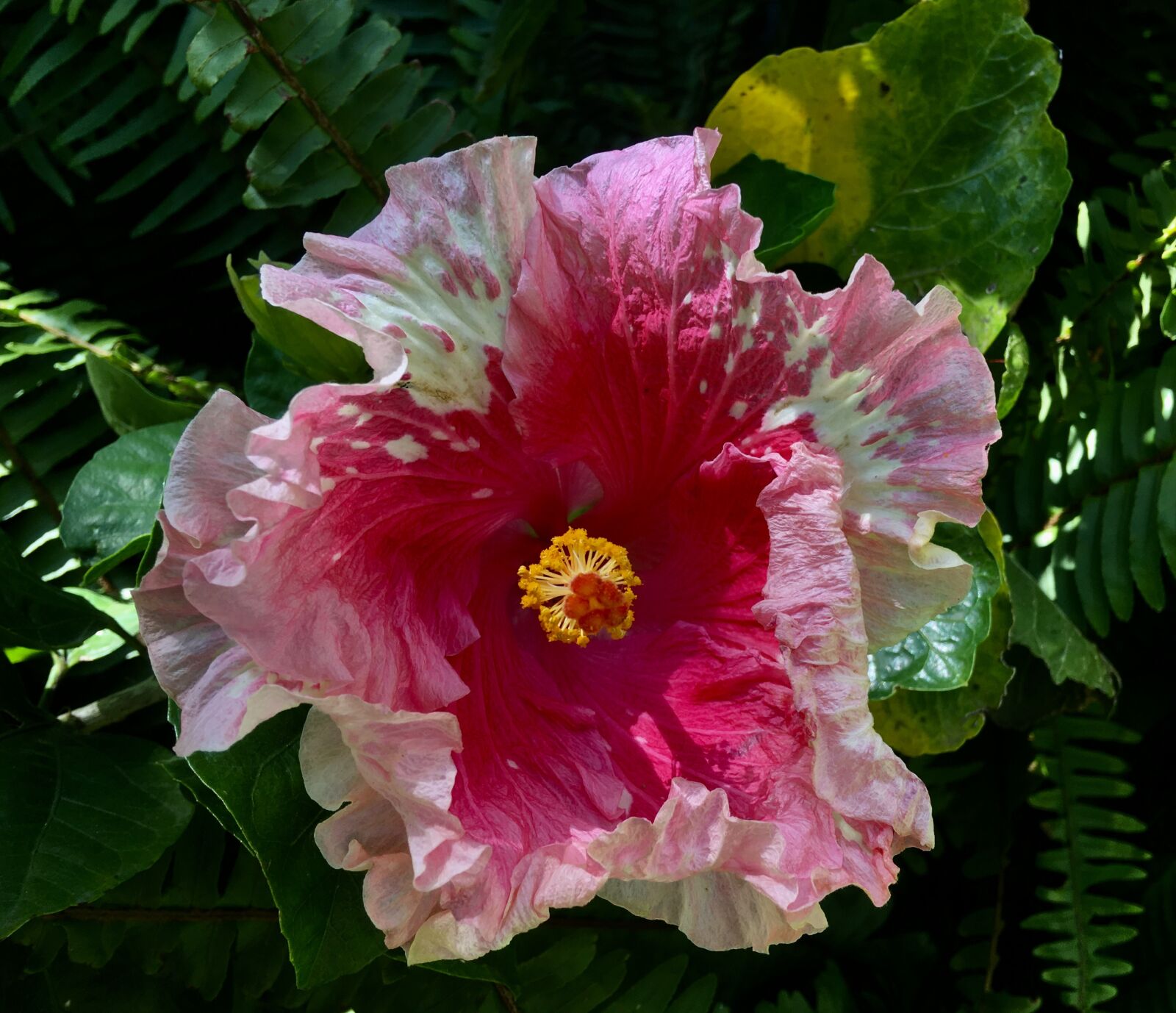 Apple iPhone 6s Plus sample photo. Ibisco pink, pink flower photography