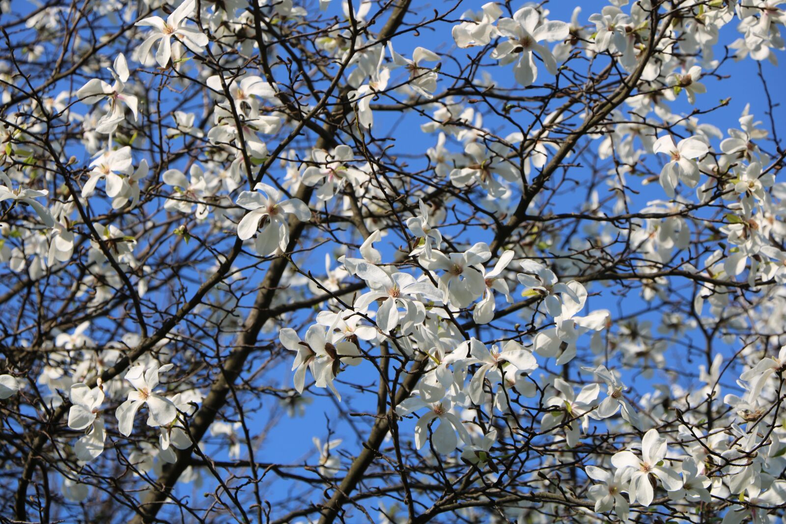 Canon EOS 750D (EOS Rebel T6i / EOS Kiss X8i) sample photo. Tree, branch, cherry photography