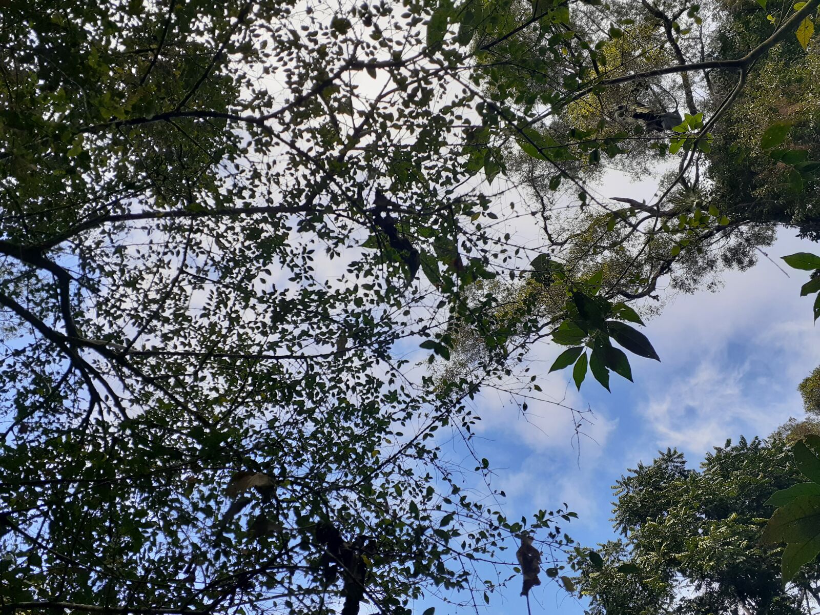 Samsung Galaxy A20 sample photo. Sky, cloud, leafs photography